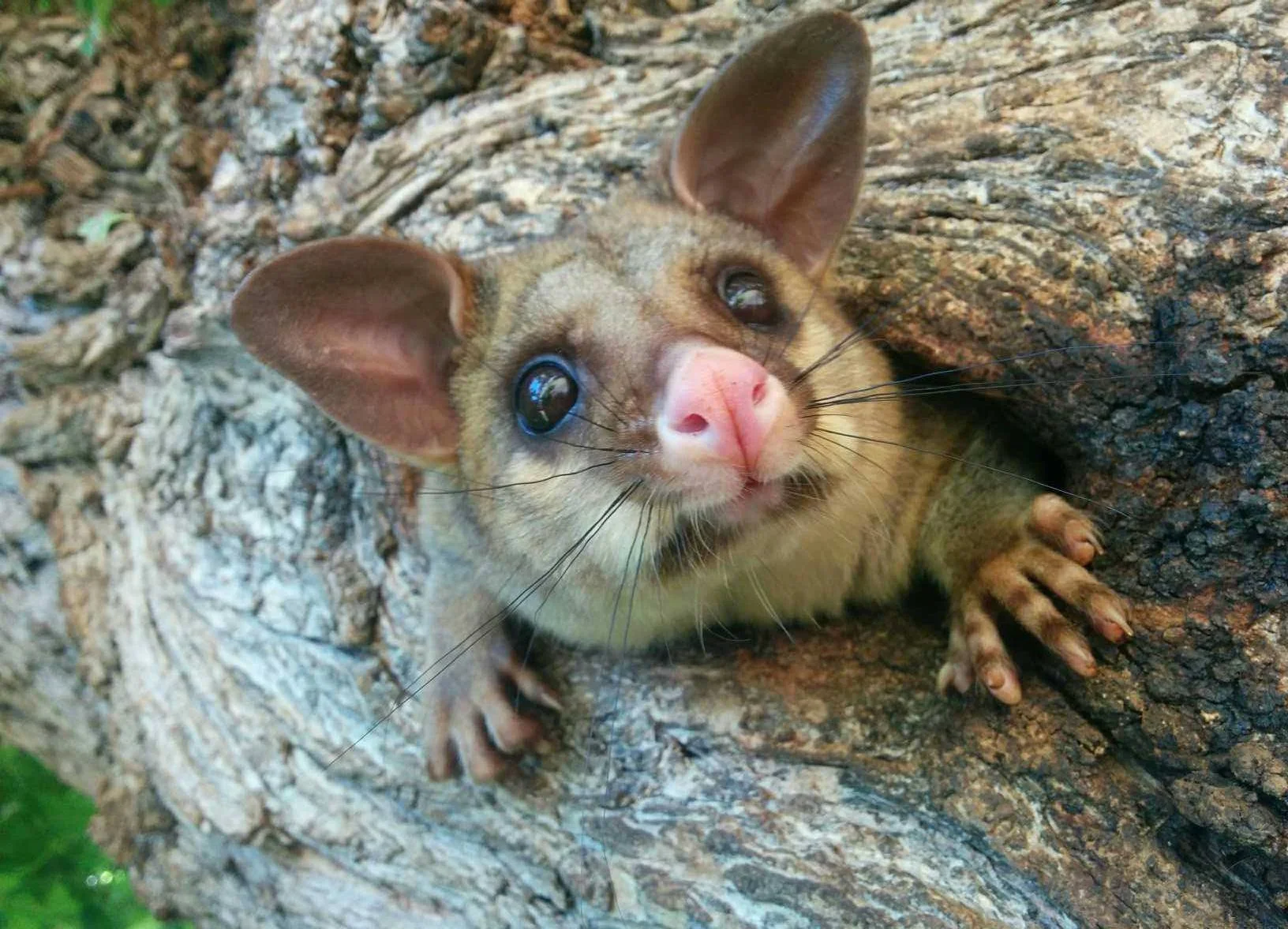 Mammal Month 2018