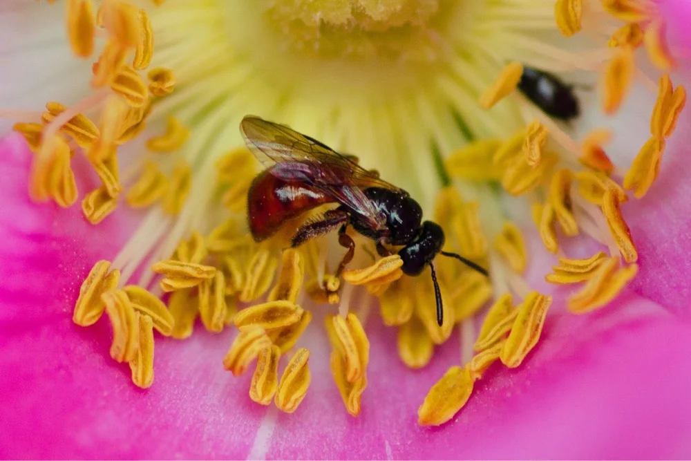 Melinda - 121636.jpeg