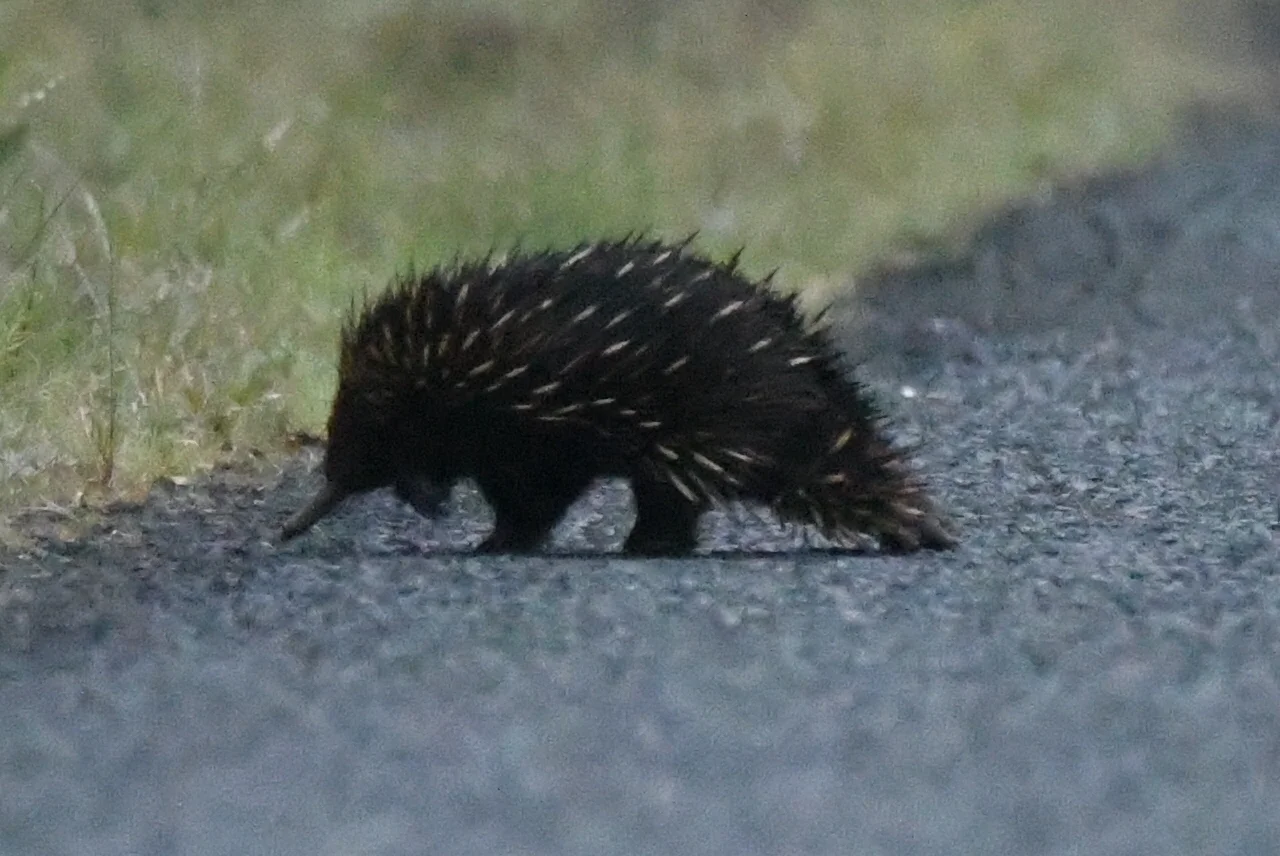 Image: Sighting by cwpaine
