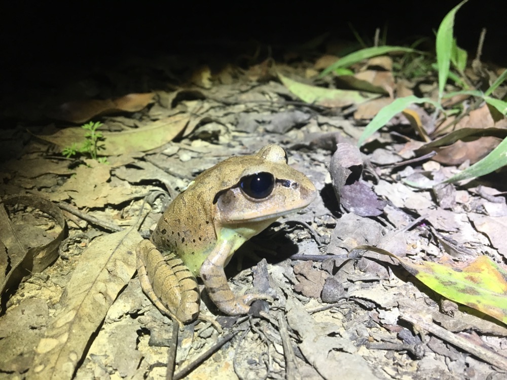 Image: Sighting by Ben Revell