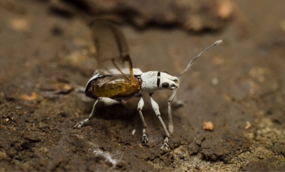 Image: Sighting by Kunal Shah