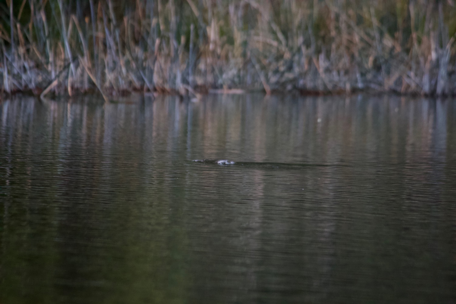 Image: Duck-billed Platypus (Ornithorhynchus anatinus) by Mog CC BY-NC