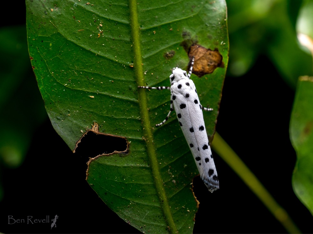 Image: Sighting by Ben Revell