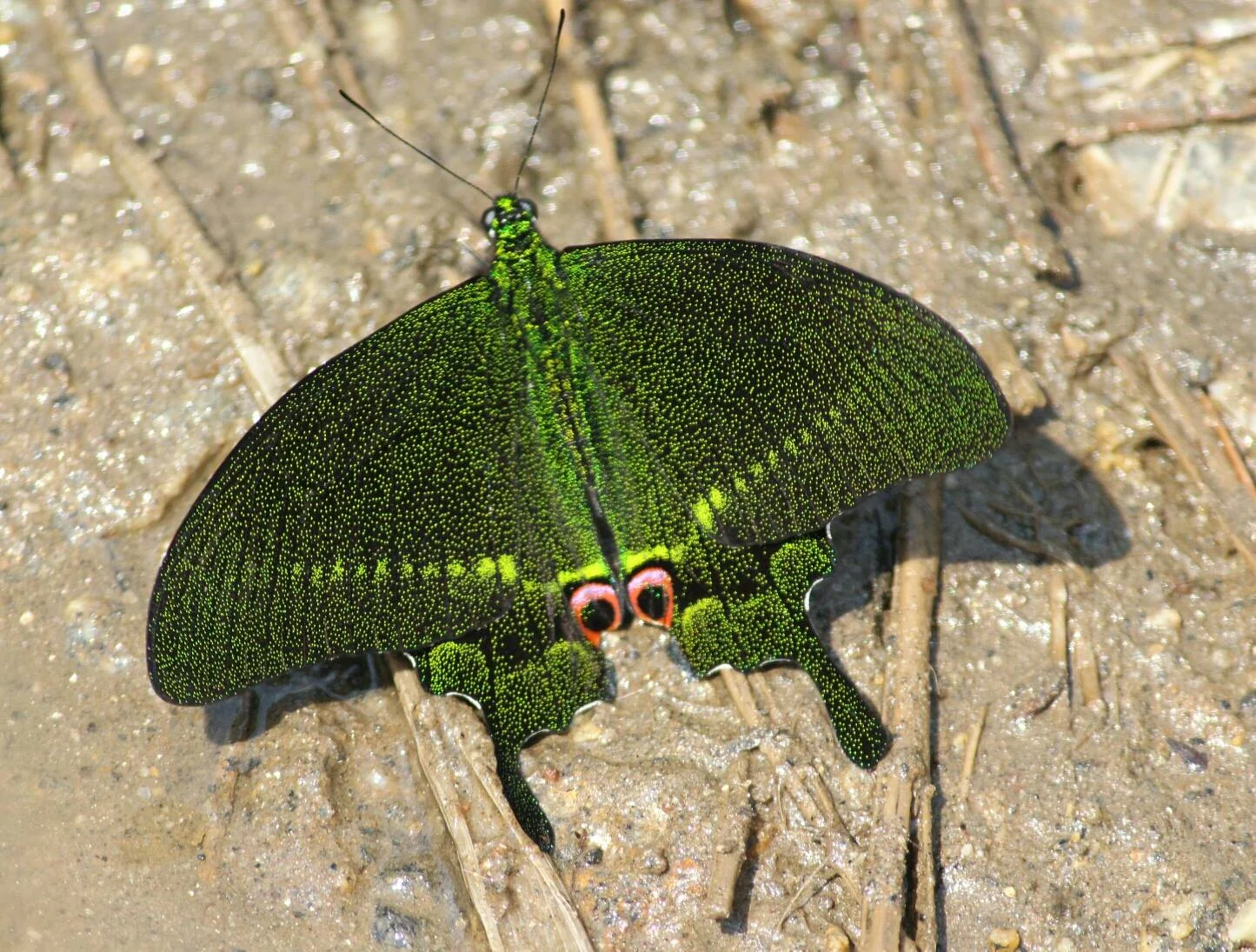 Image: Sighting by TandinWangchuk