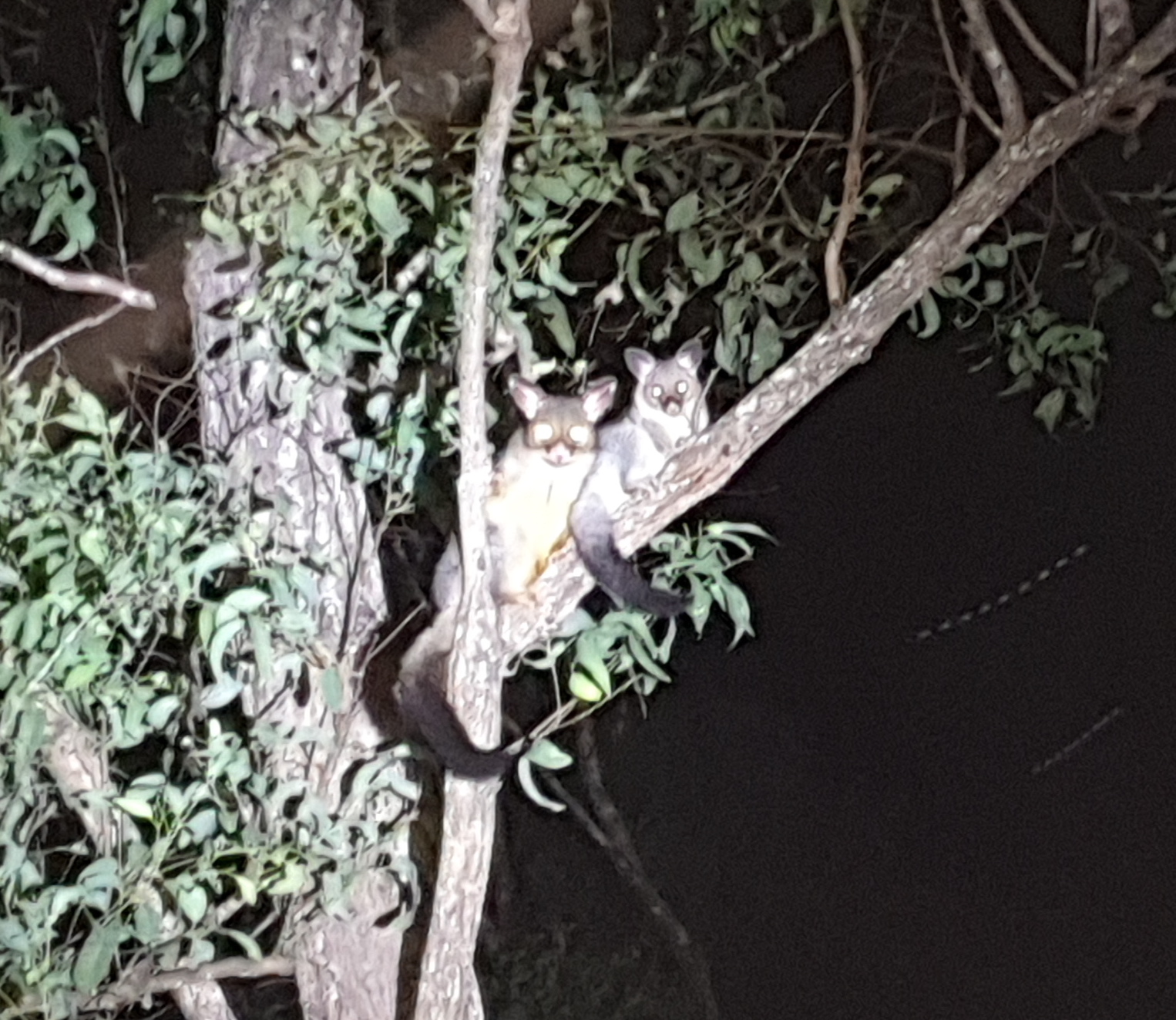 Corinne, QLD