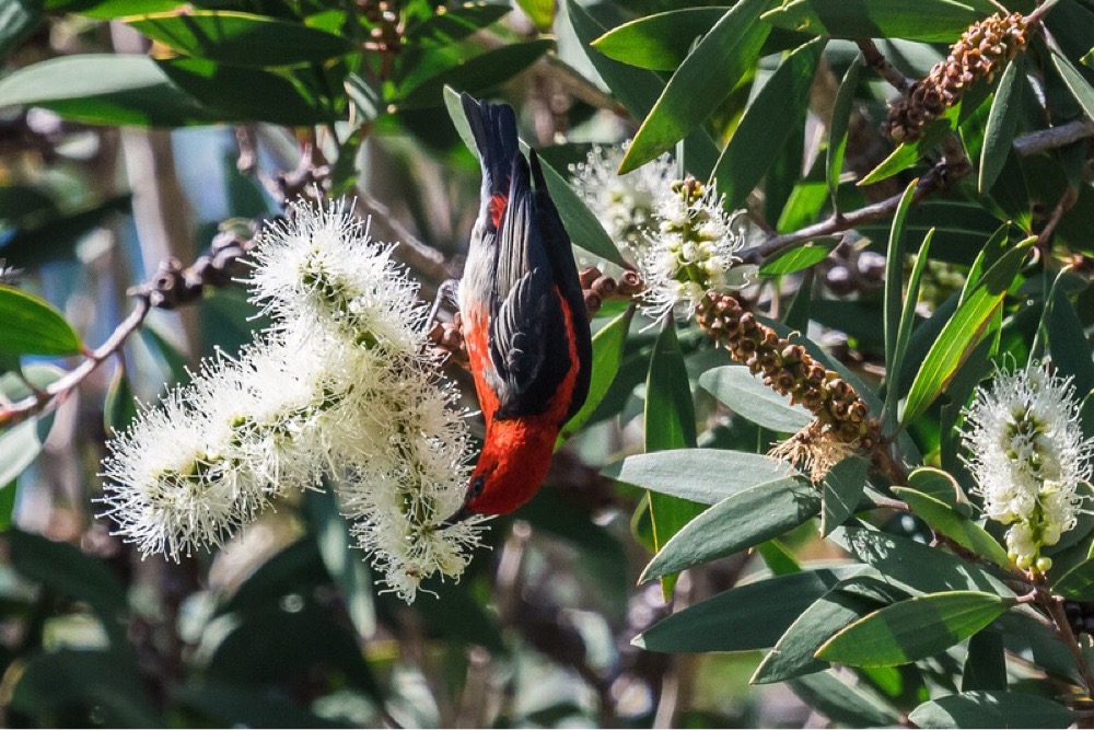 Jamvanman, NSW