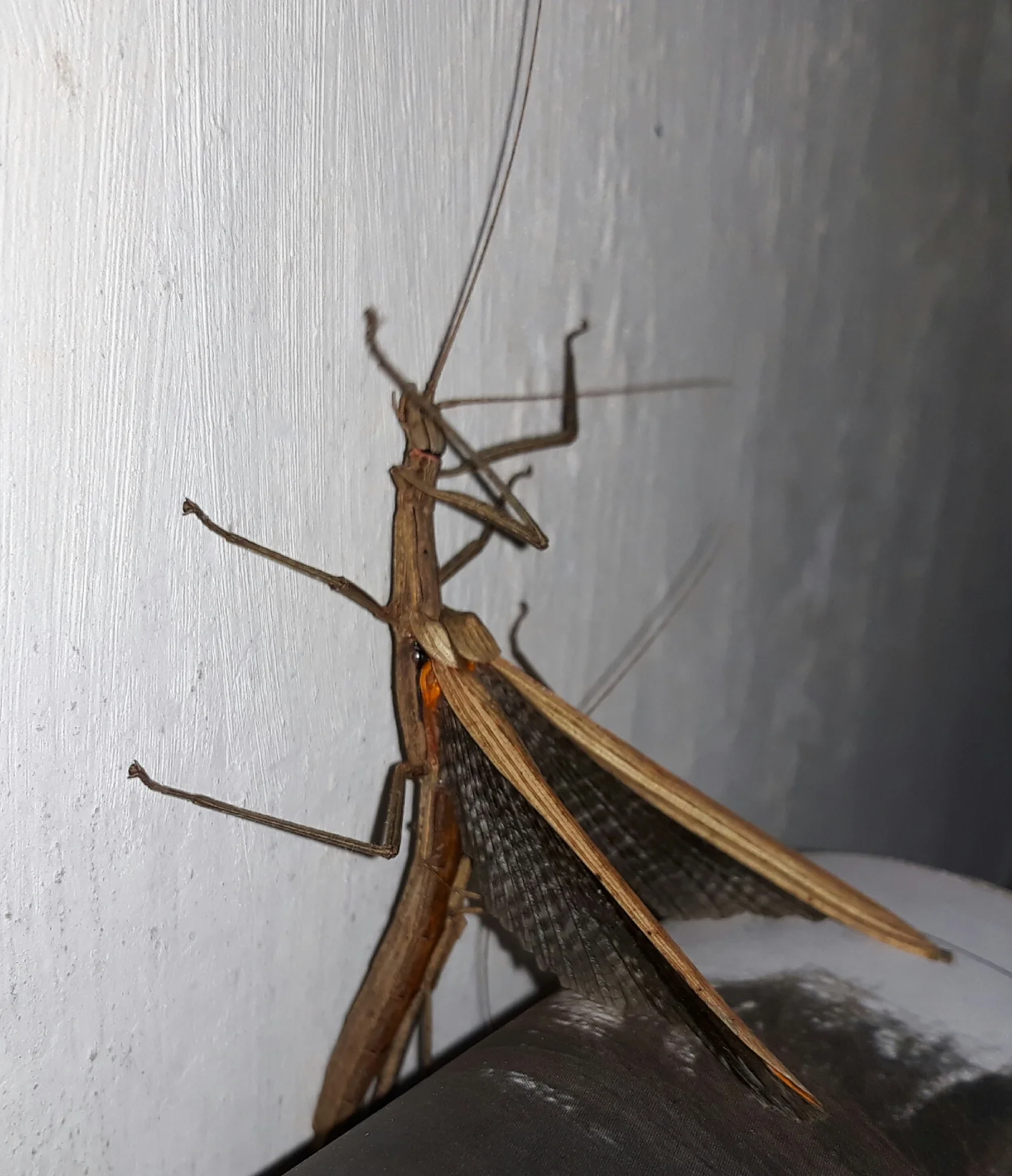 A rarely seen stick insect (Trachythorax sparaxes) from bogzzi of the University of Peradeniya in Sri Lanka.