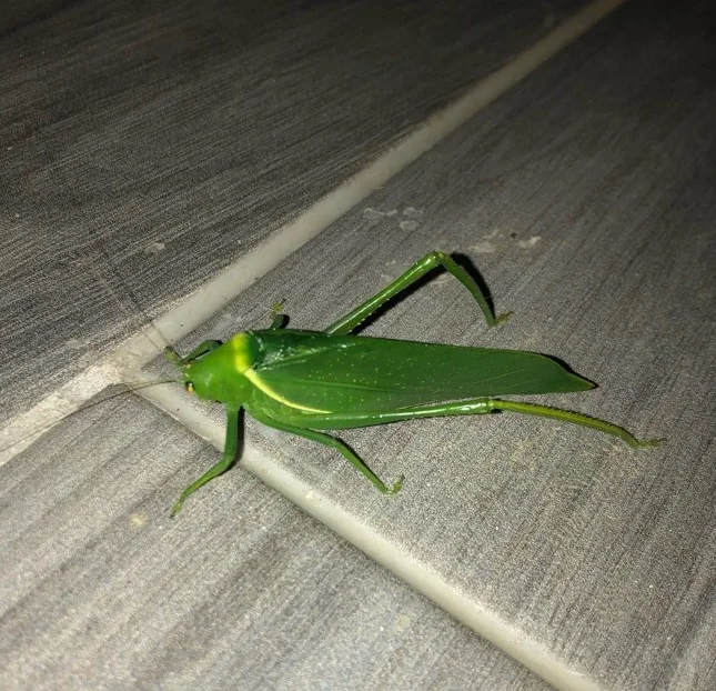 Paracaedicia serrata - photo by Finn (Home & Distance Ed Schoolers)