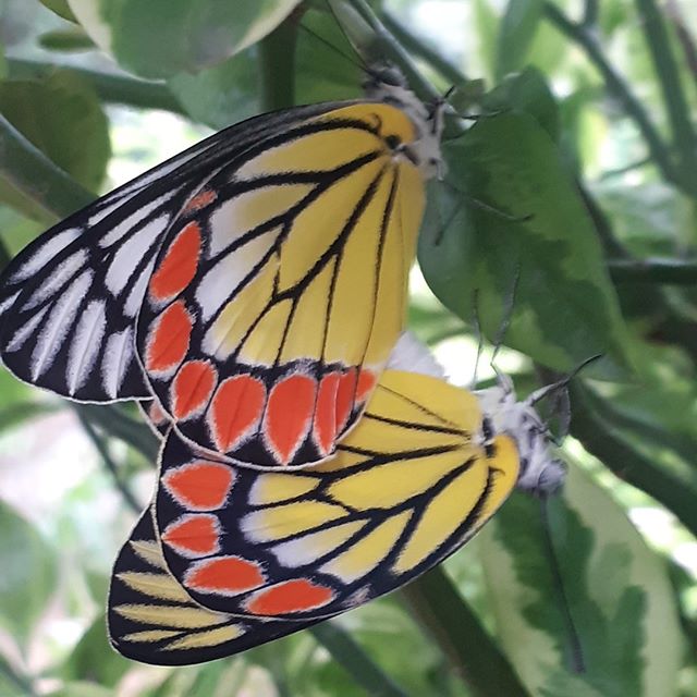 From @questagame player Sushma in #hyderabad #telangana #india #butterflies #savinglifeonearth
@telanganatourism