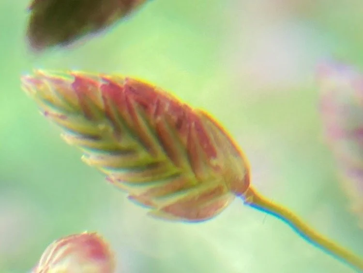 Great Aussie BioQuest Press Release - 2022