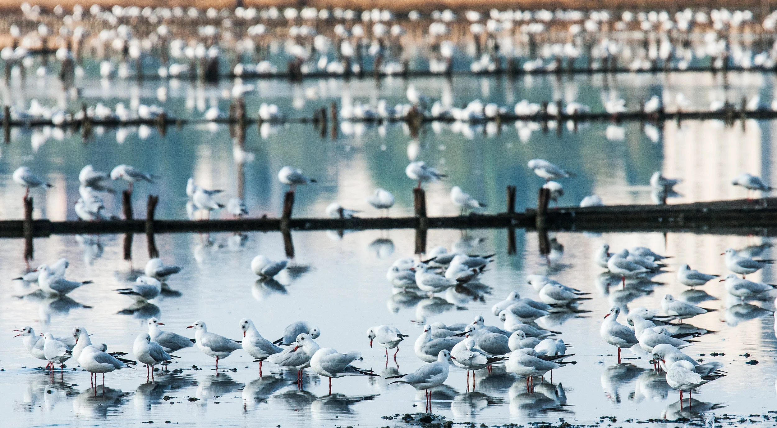 Photography By Zhecho Planinski