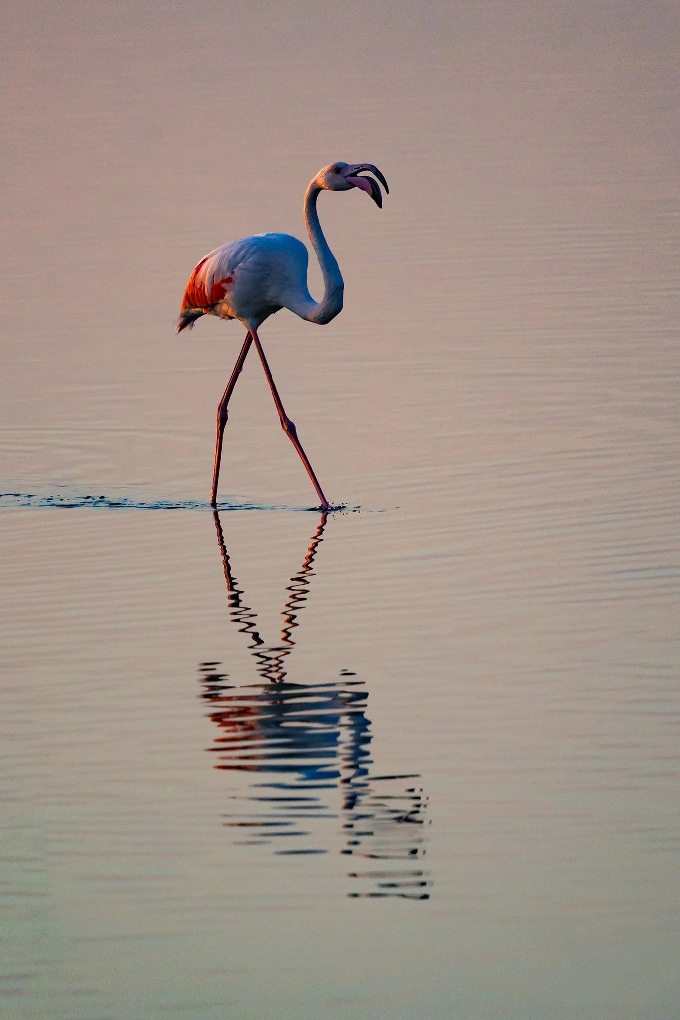 Flamingos #19