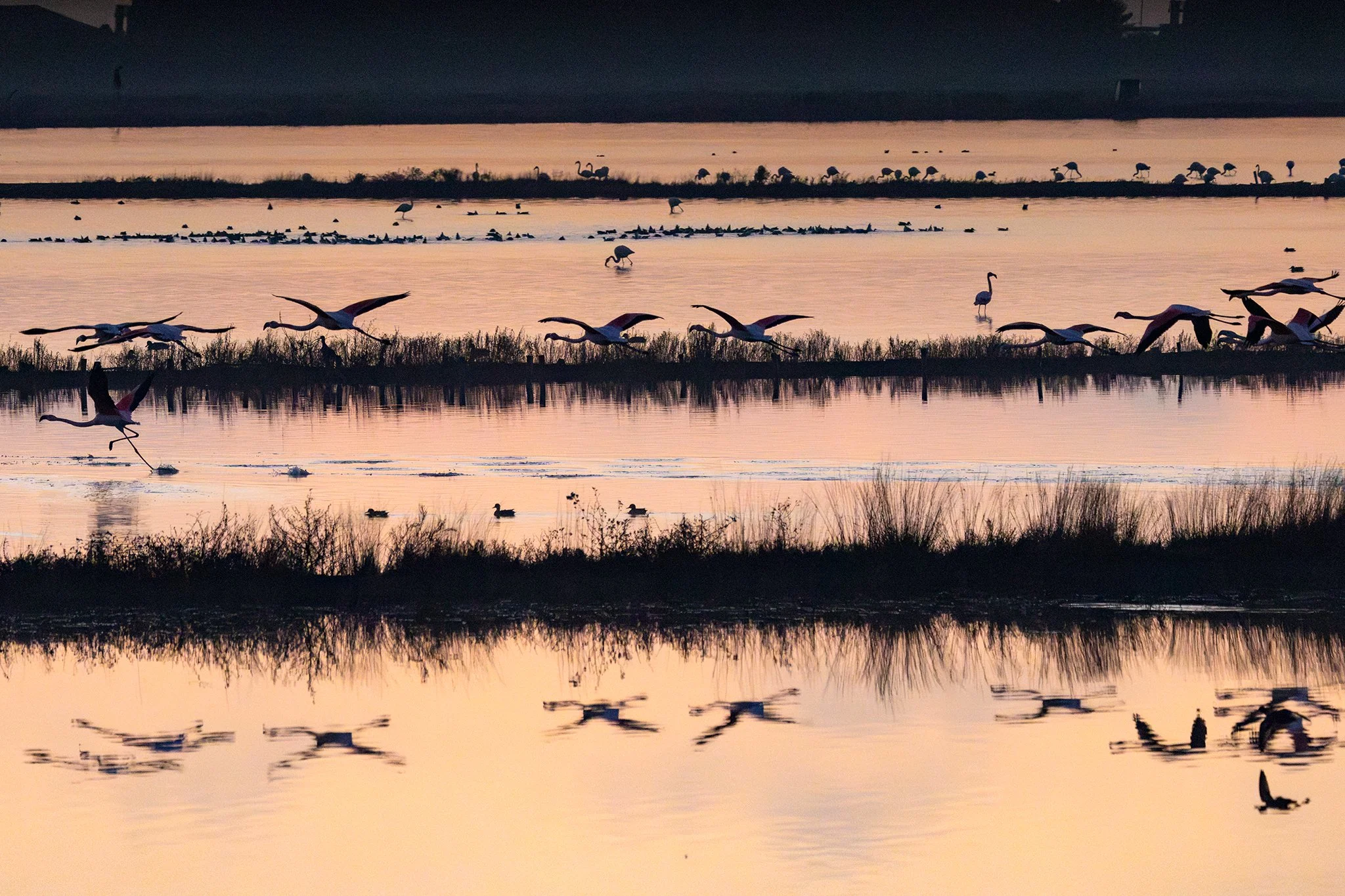 Flamingos #23
