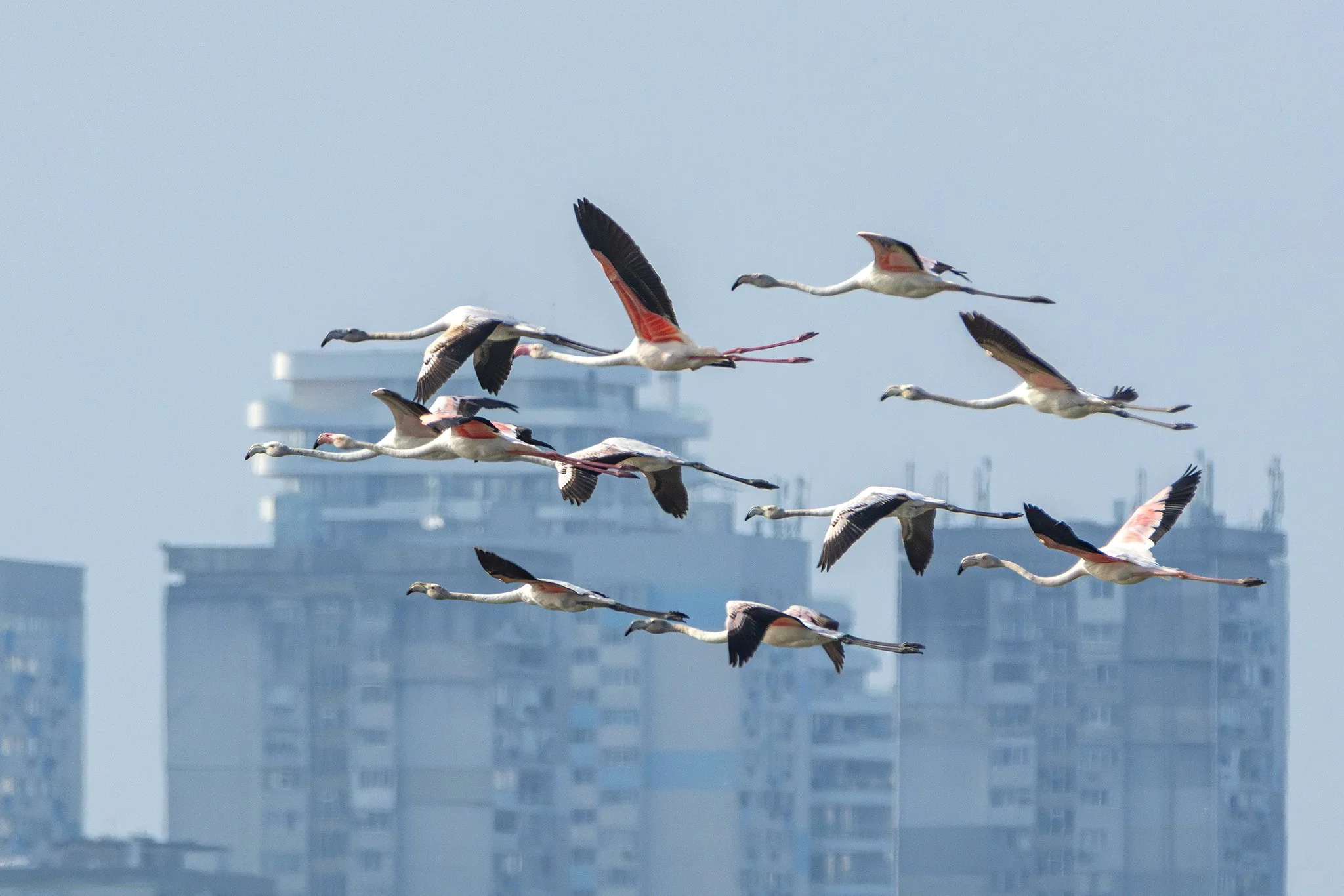 Flamingos #2