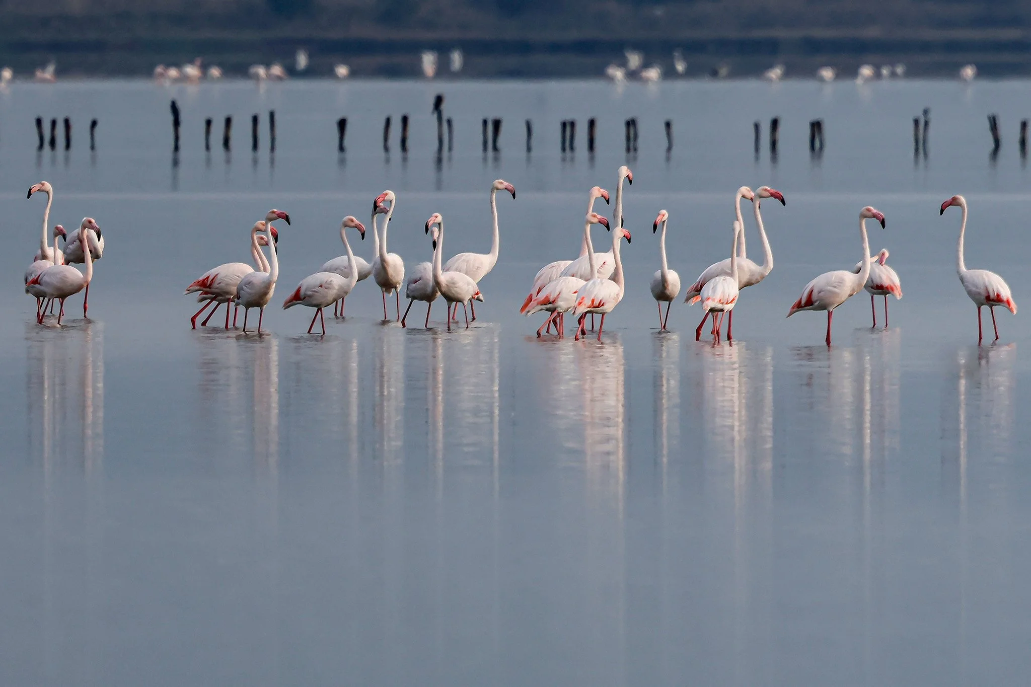 Flamingos #5