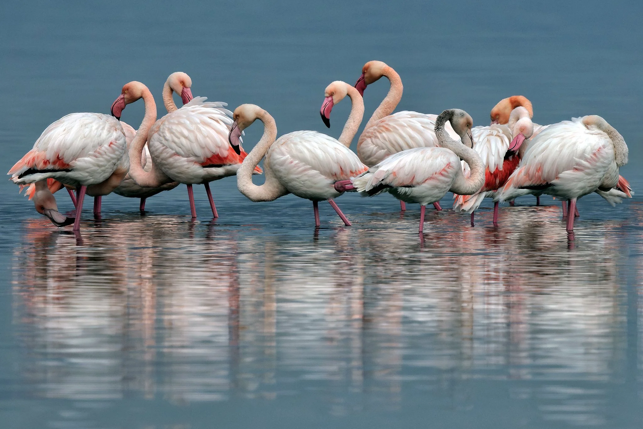 Flamingos #4