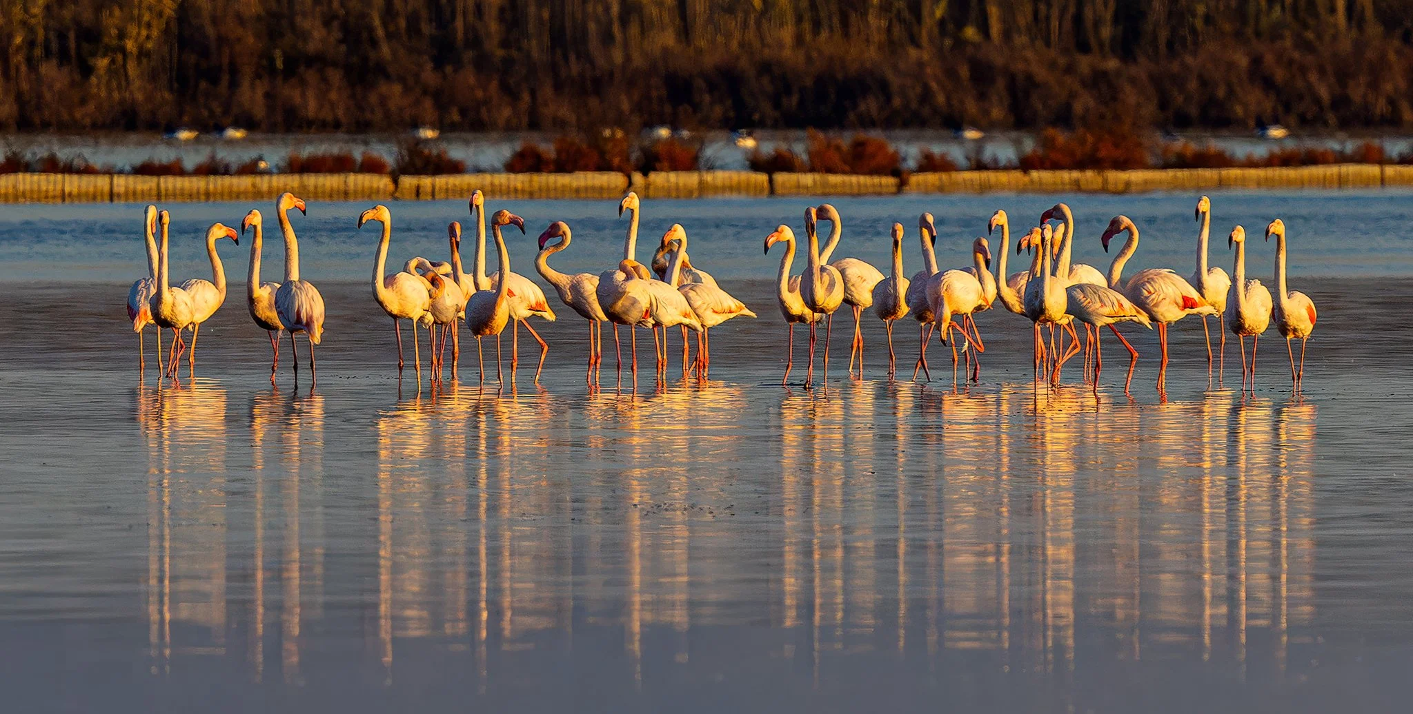 Flamingos #9
