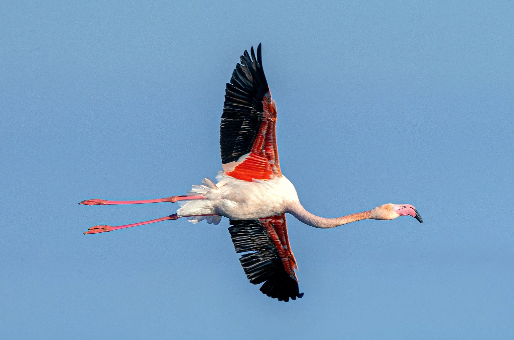 Flamingos #15