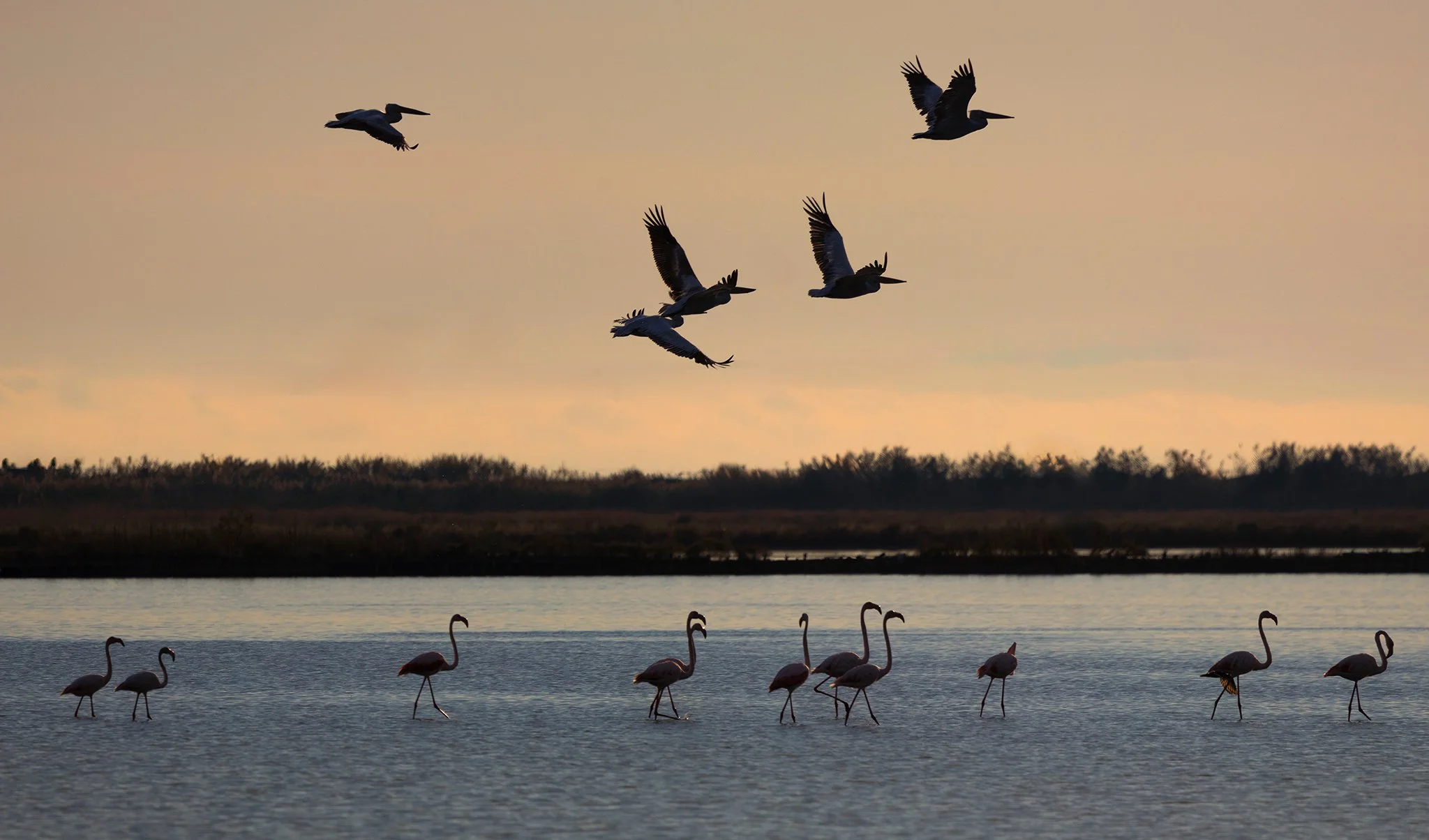 Flamingos #6