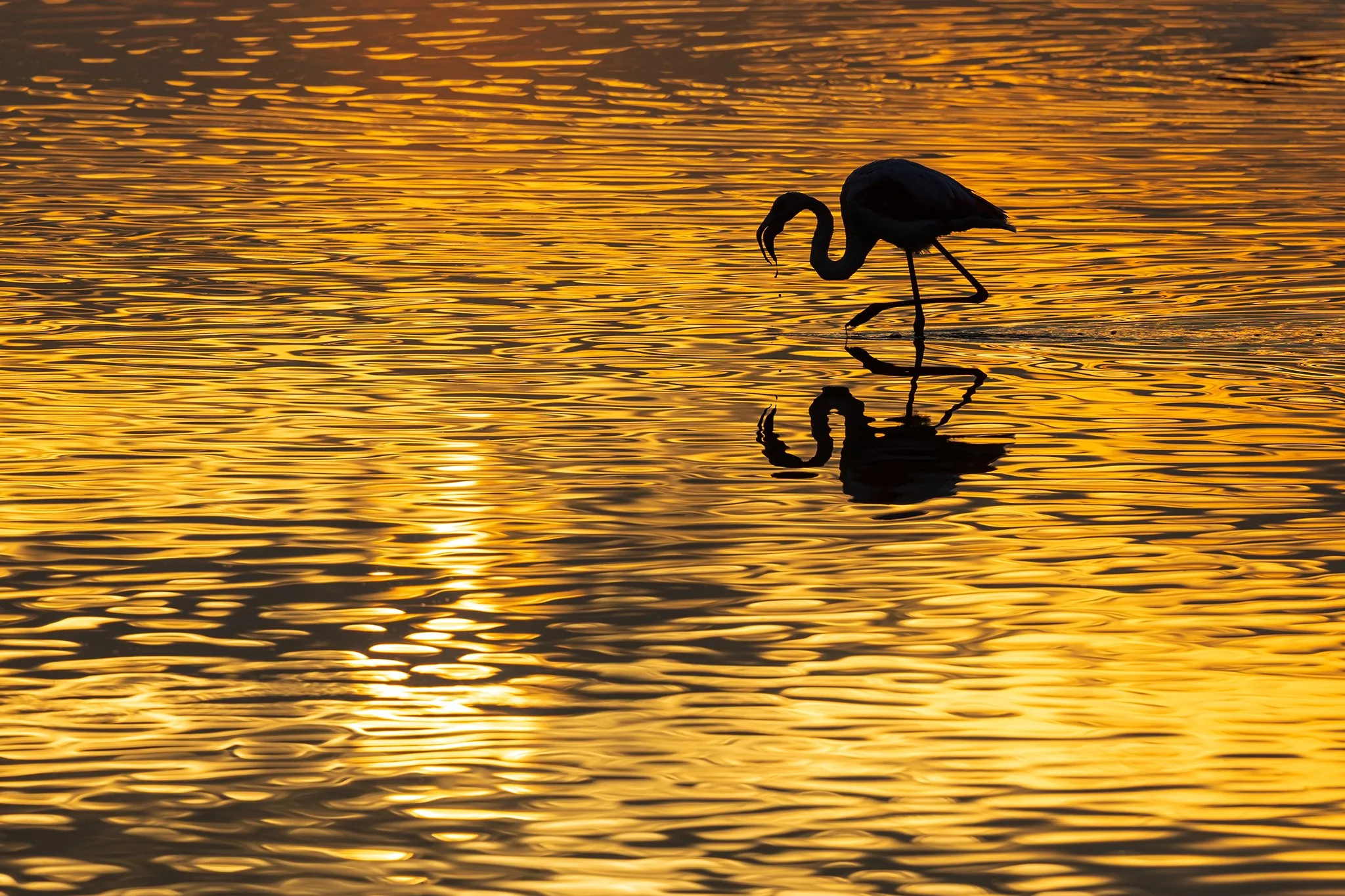 Flamingos #3