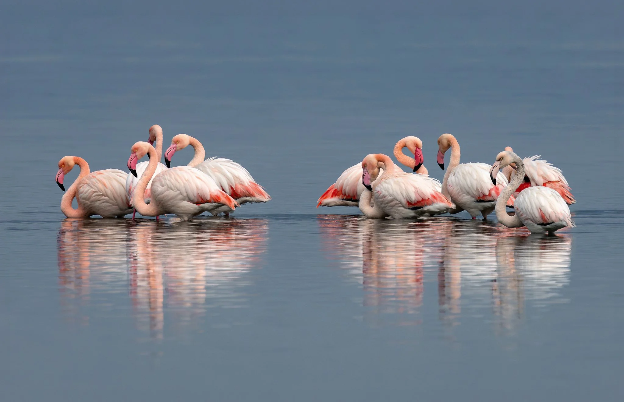Flamingos #13