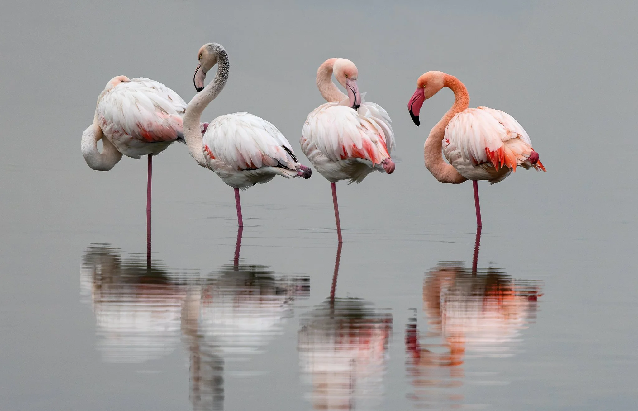 Flamingos #7