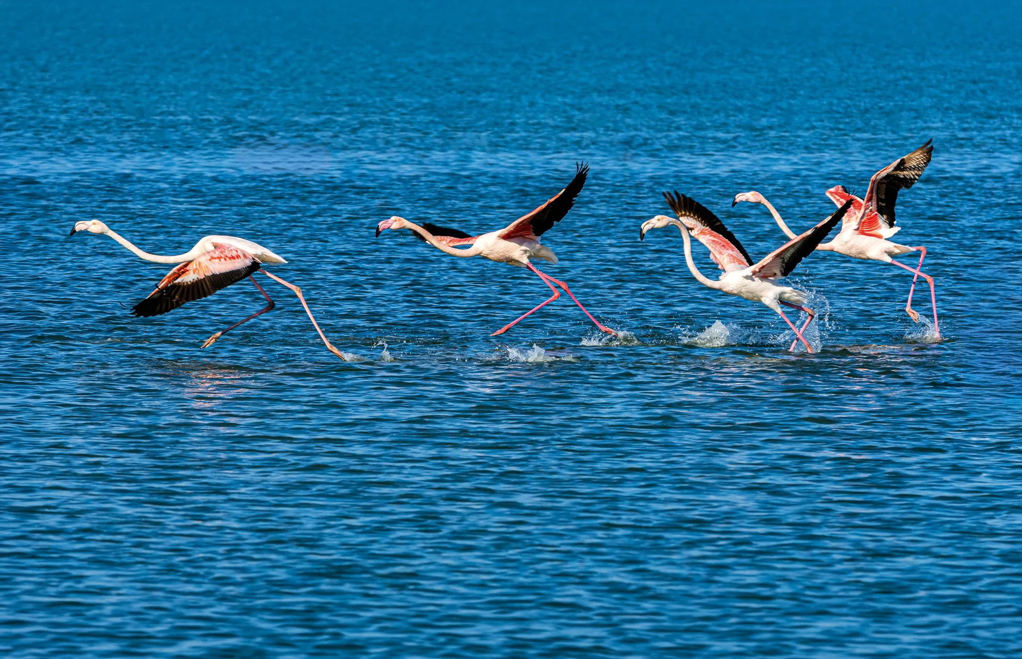 Flamingos #10