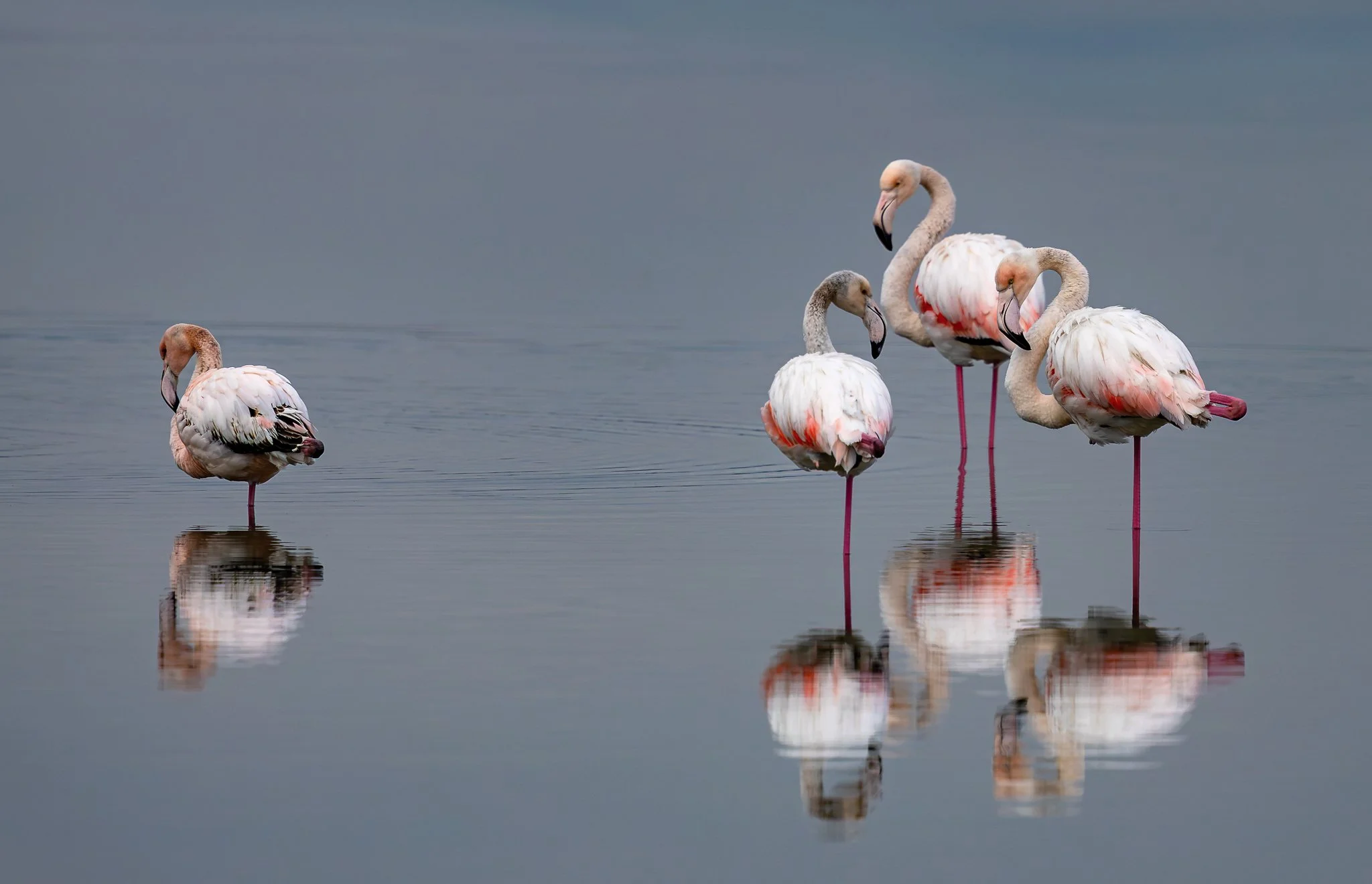 Flamingos #17