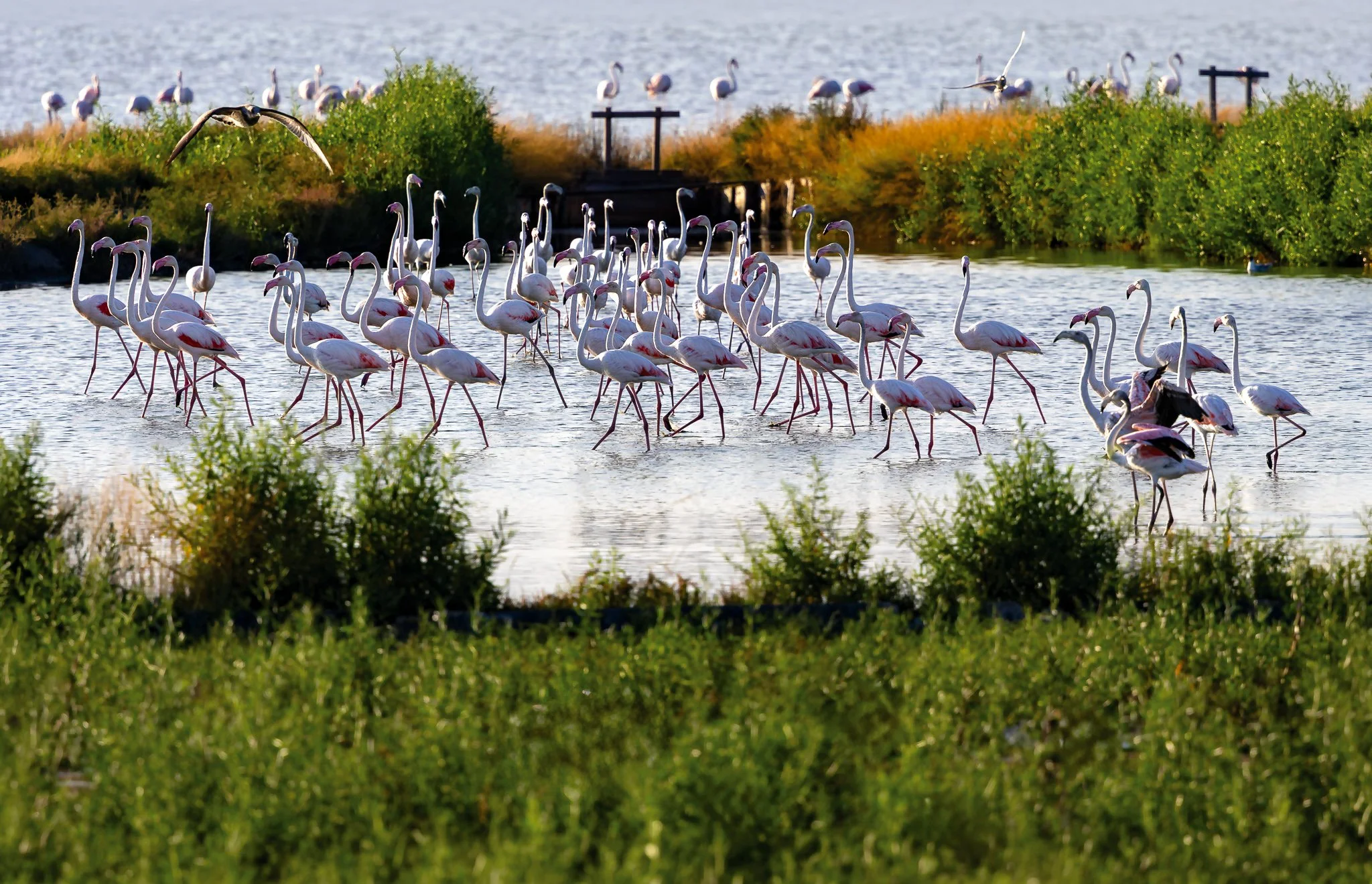 Flamingos #16