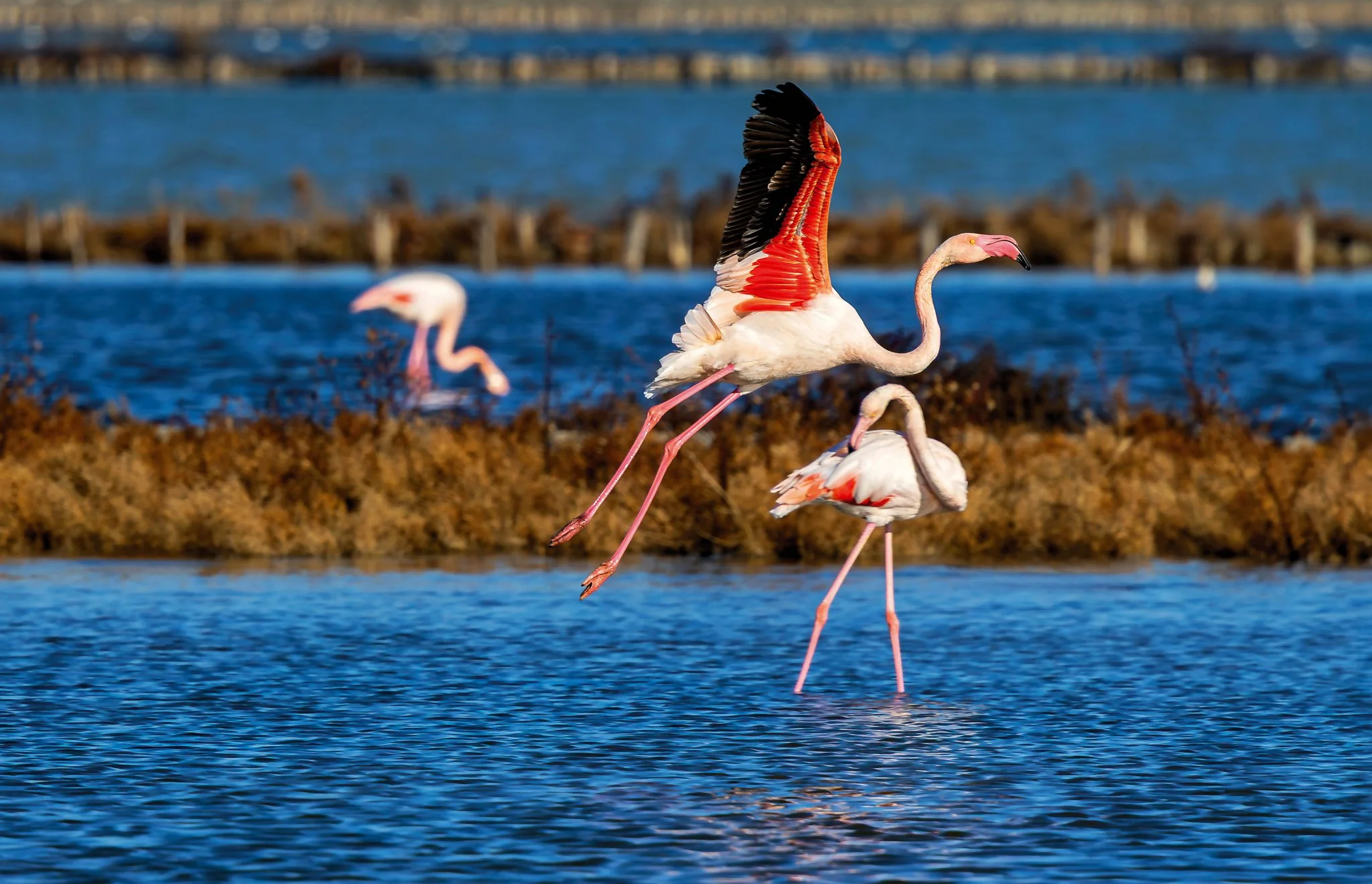 Flamingos #21