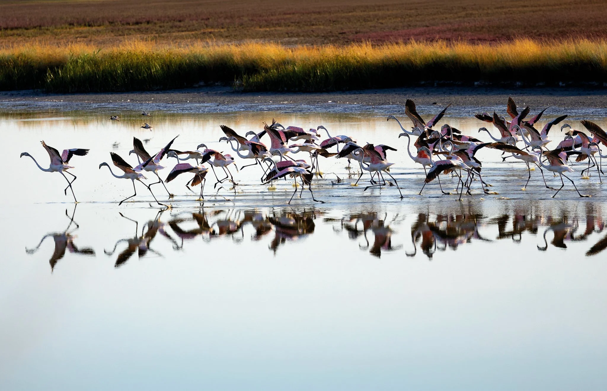 Flamingos #11