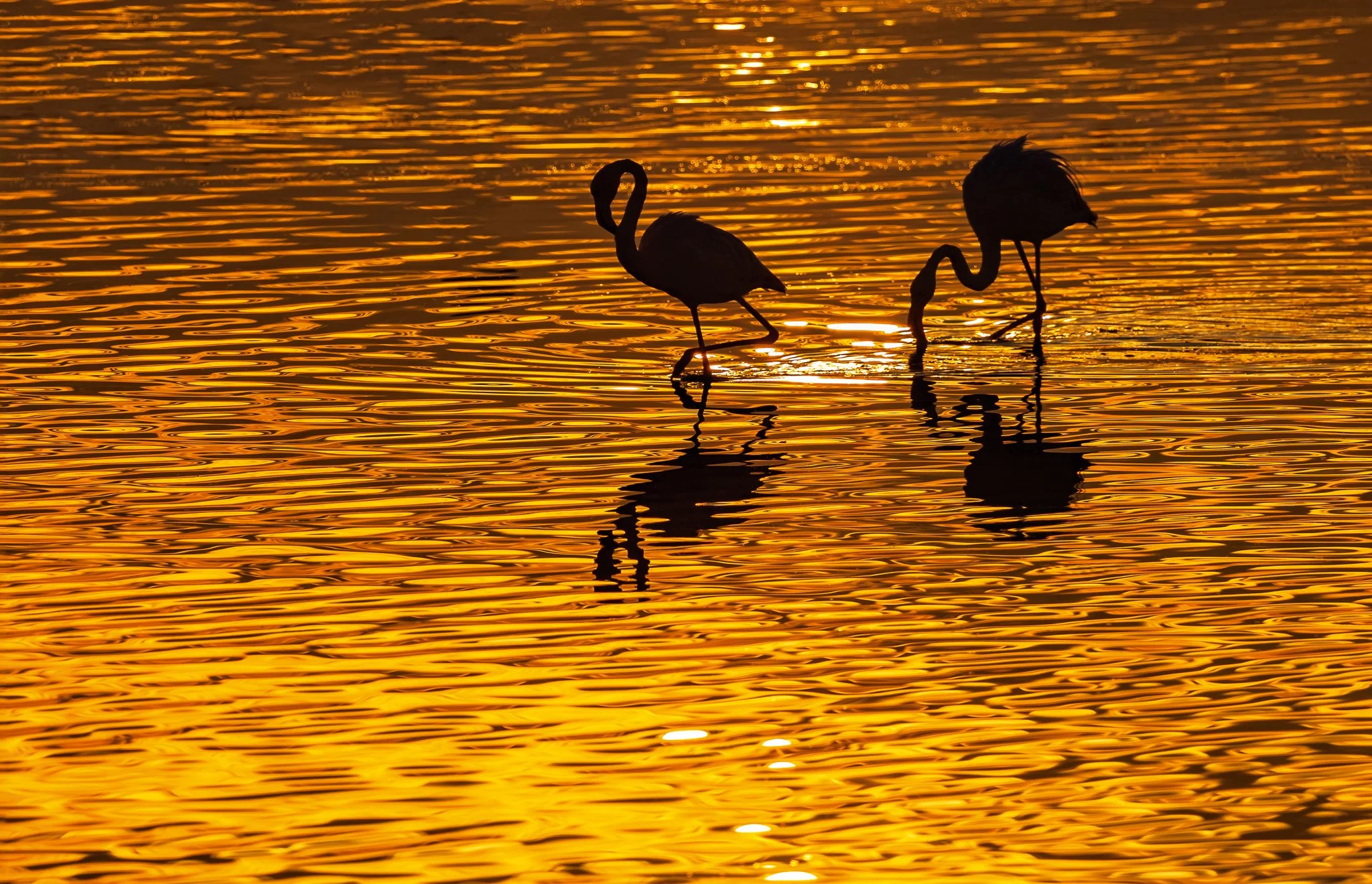 Flamingos #20