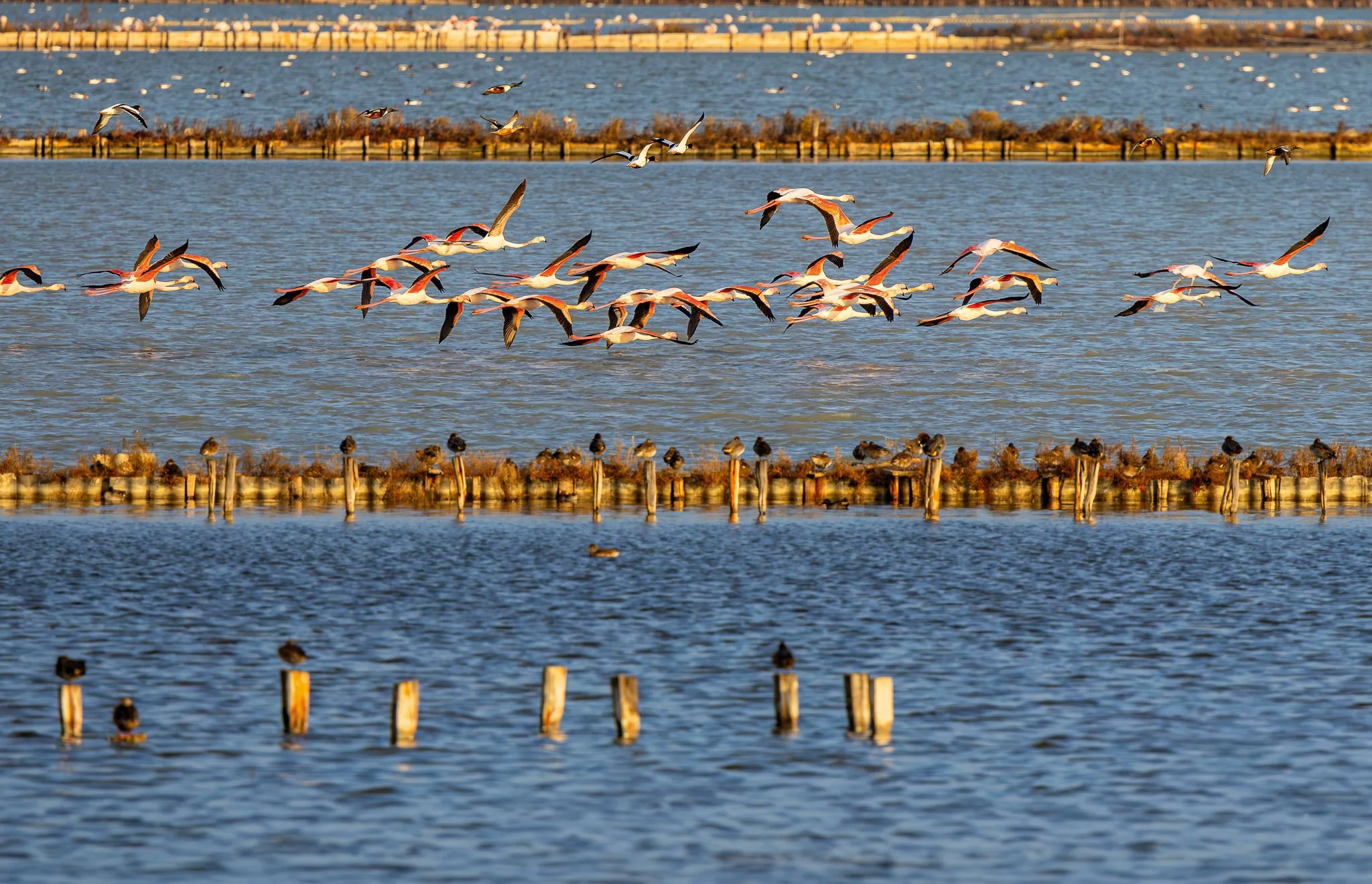 Flamingos #14