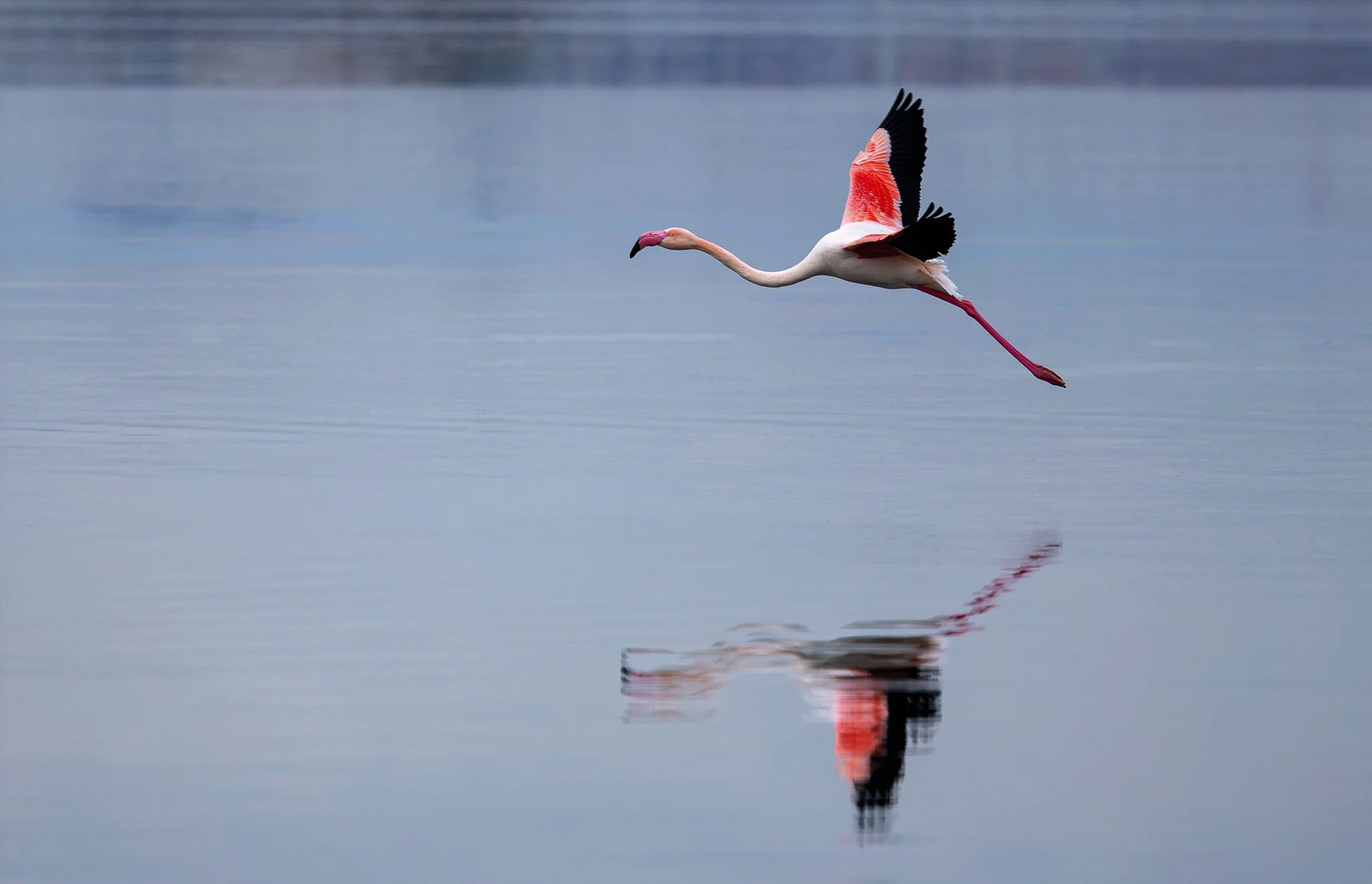 Flamingos #8