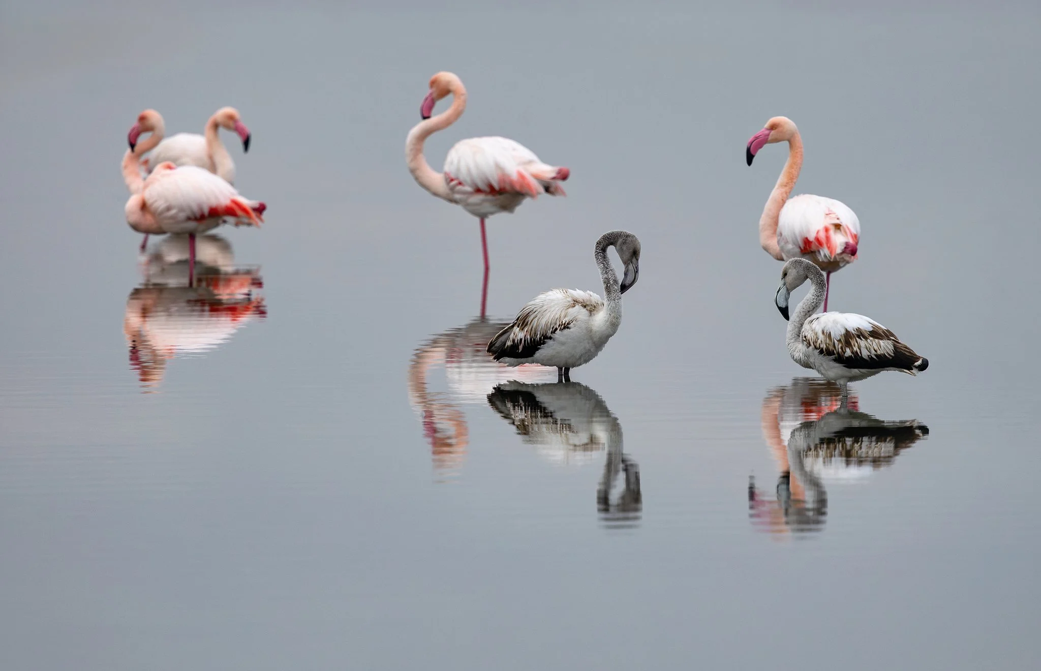 Flamingos #22