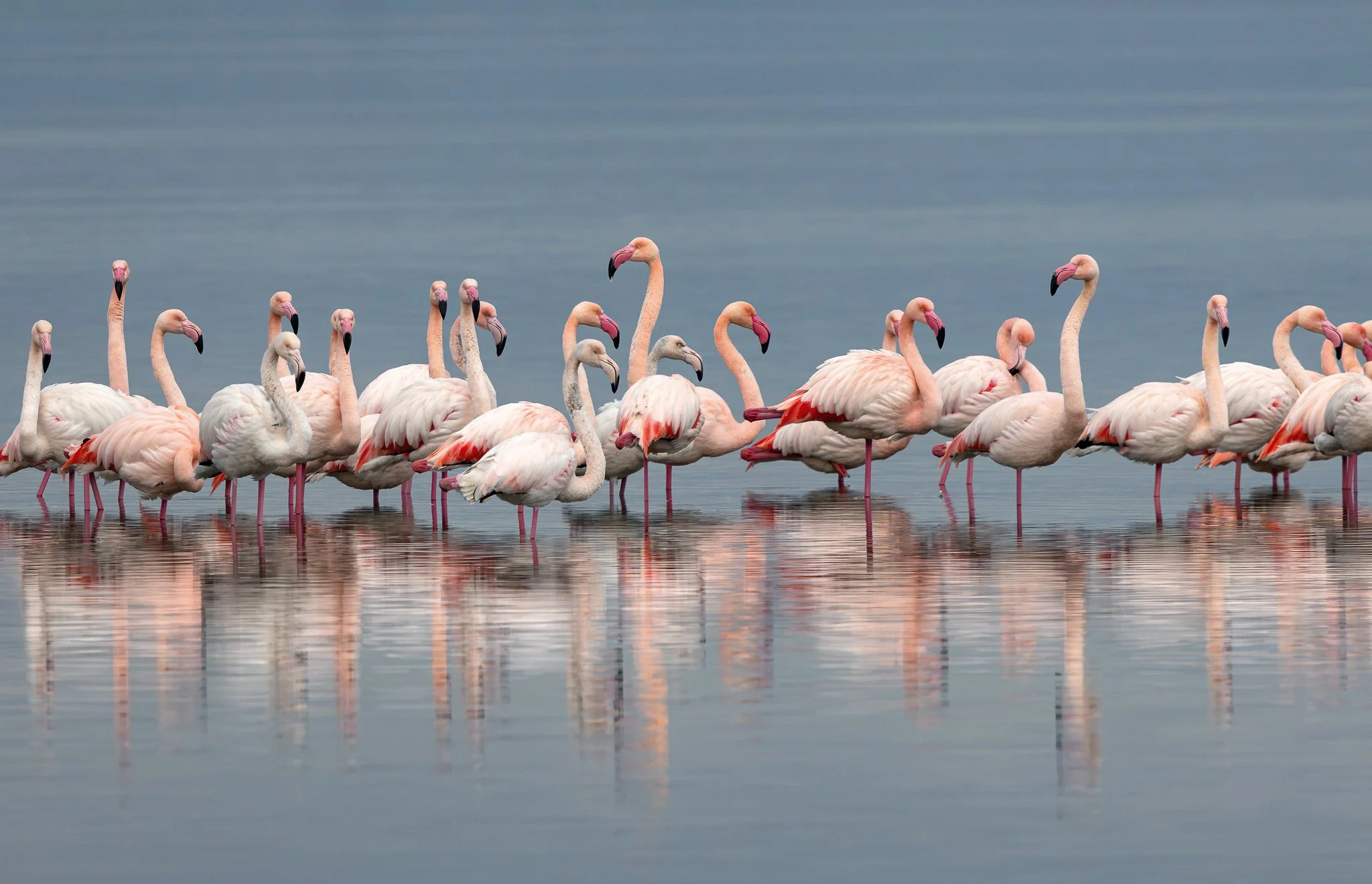 Flamingos #18