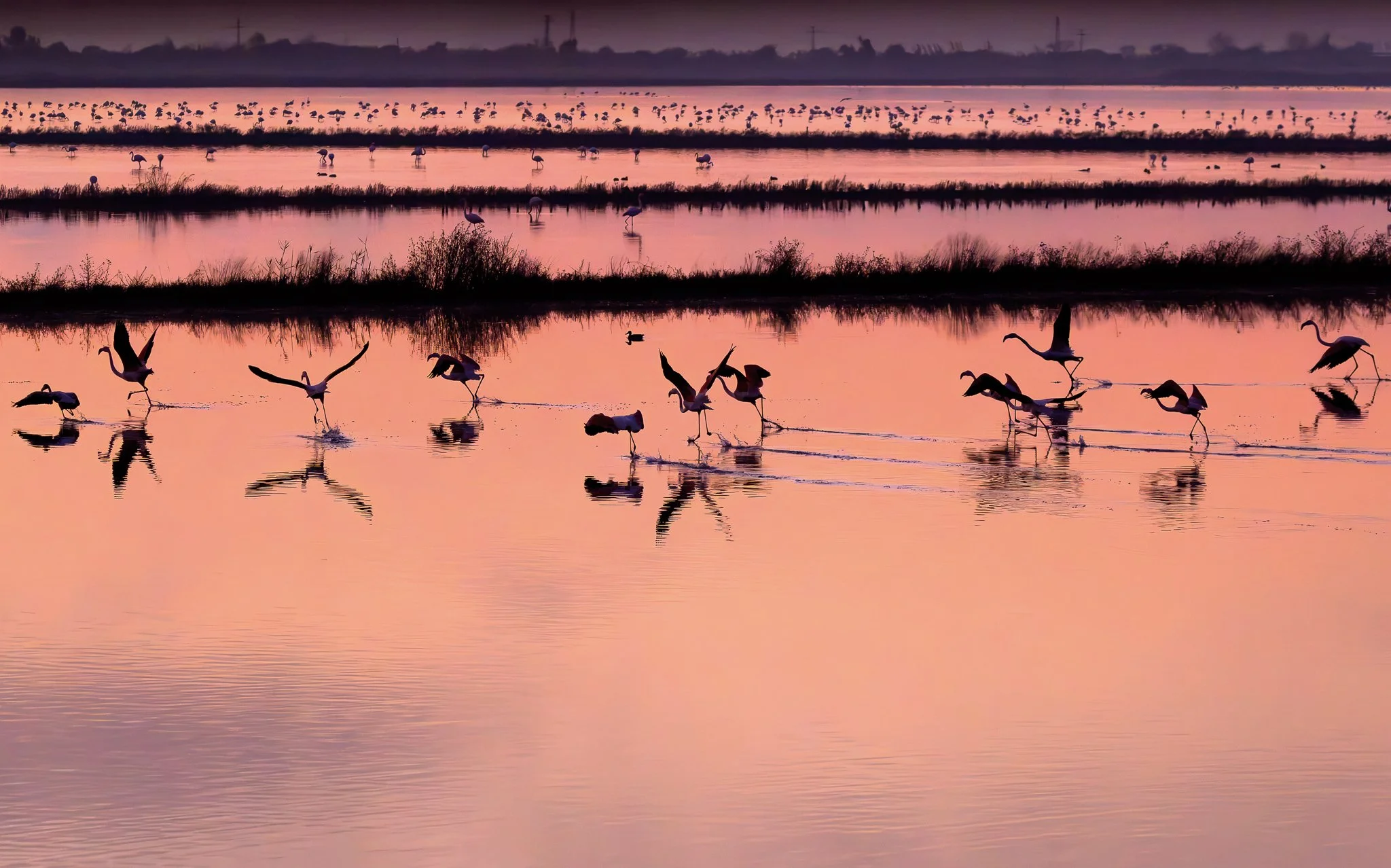 Flamingos #1