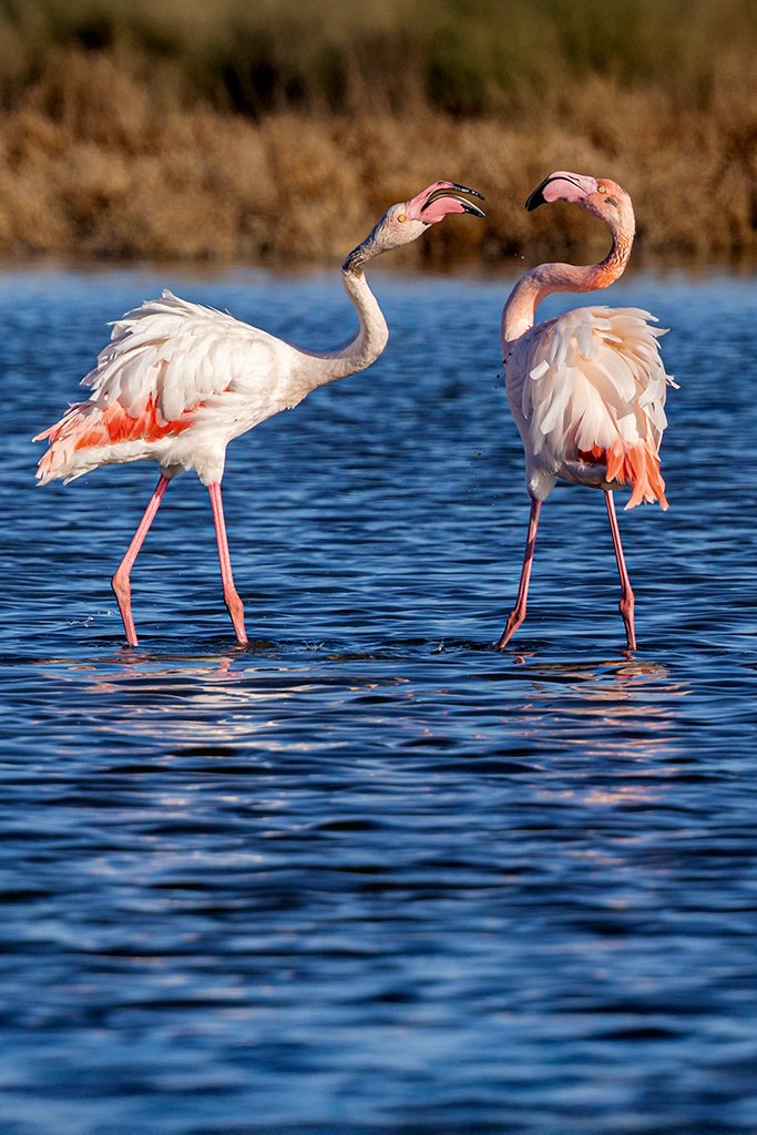 Flamingos #12