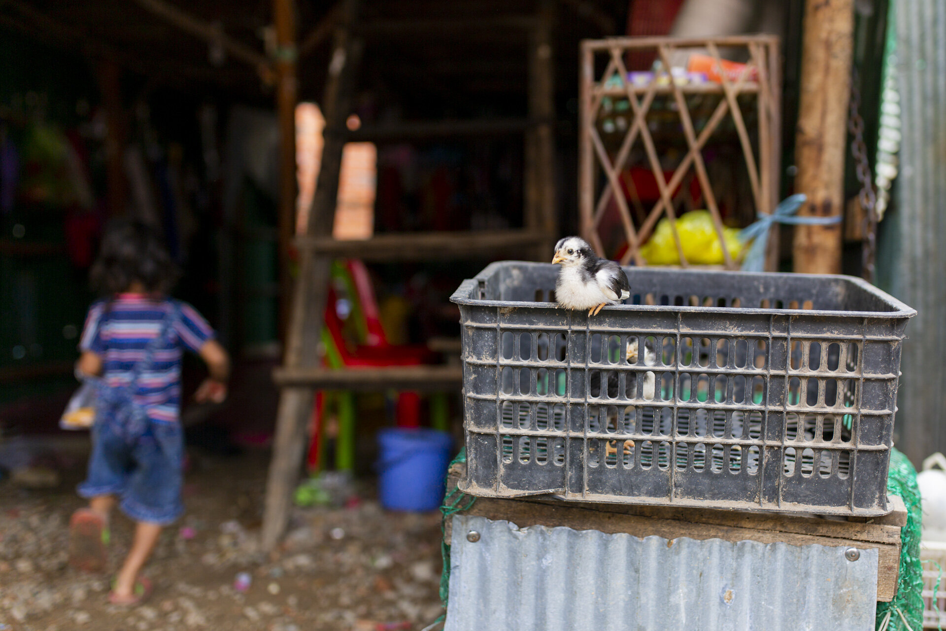 Cambodia-Day-3-Rubbish-Killing-58.jpg