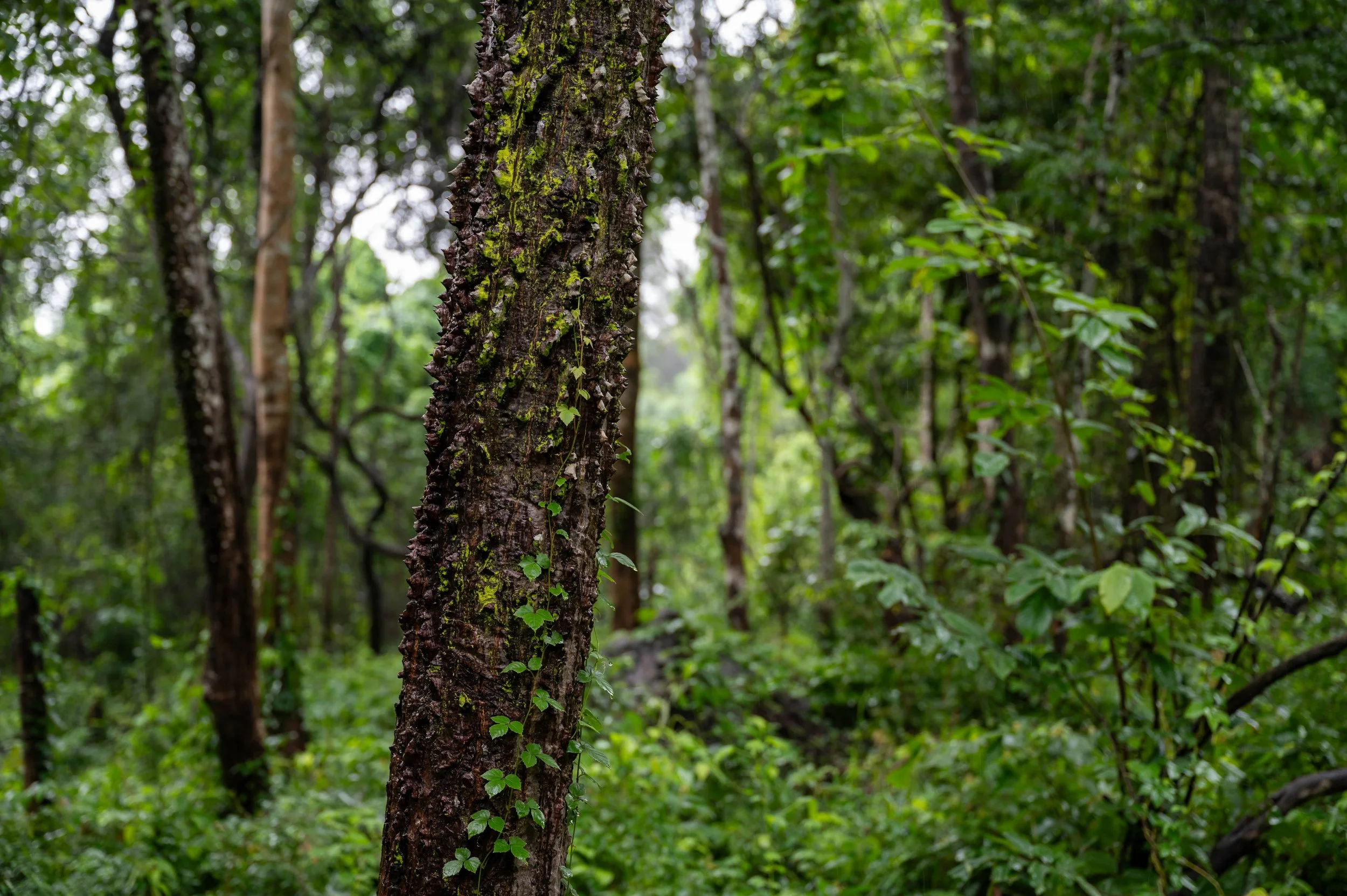 DSC_6460.jpg