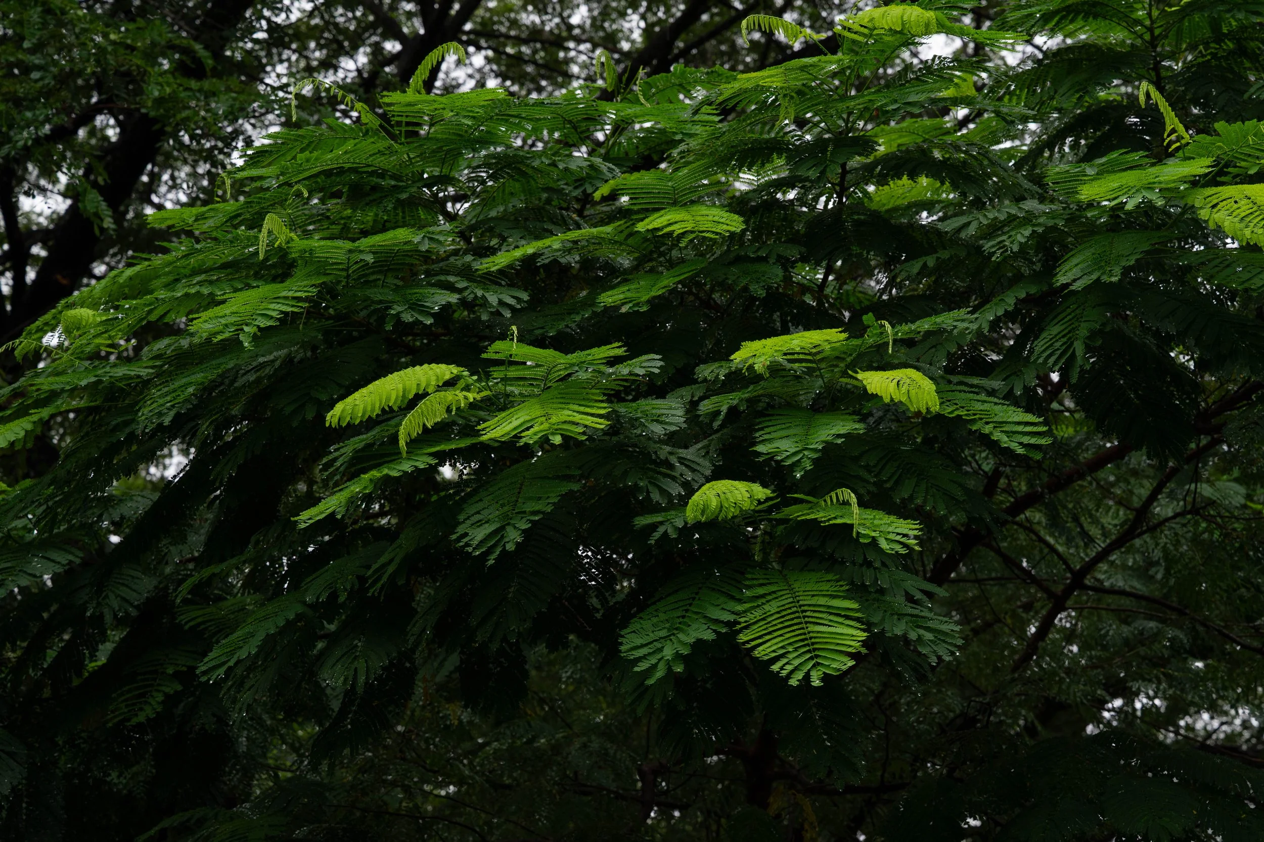 DSC_8259.jpg