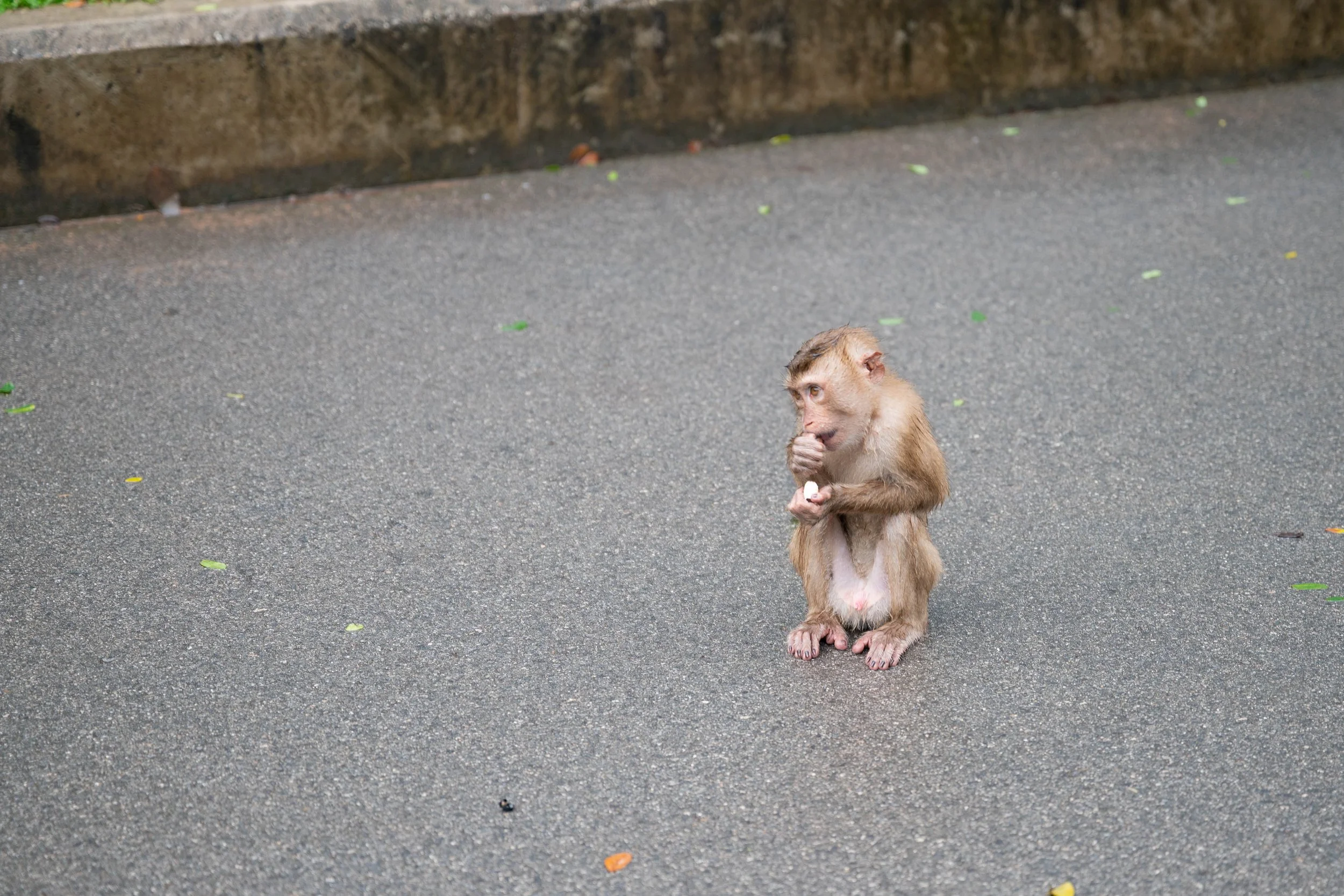 DSC_8265.jpg