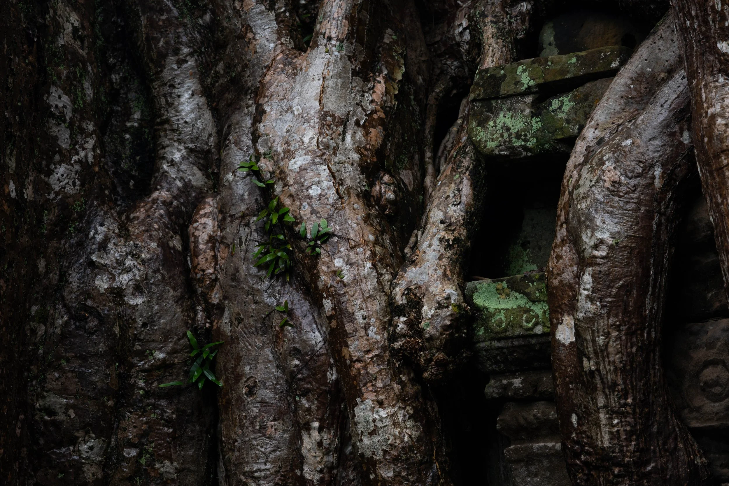 DSC_8505-2.jpg