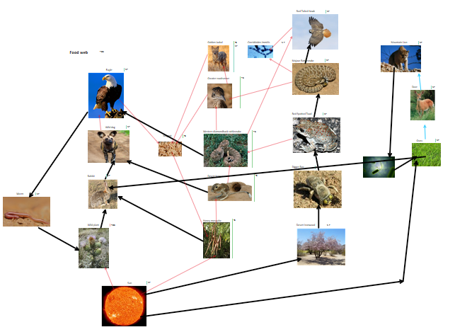 Food web.png