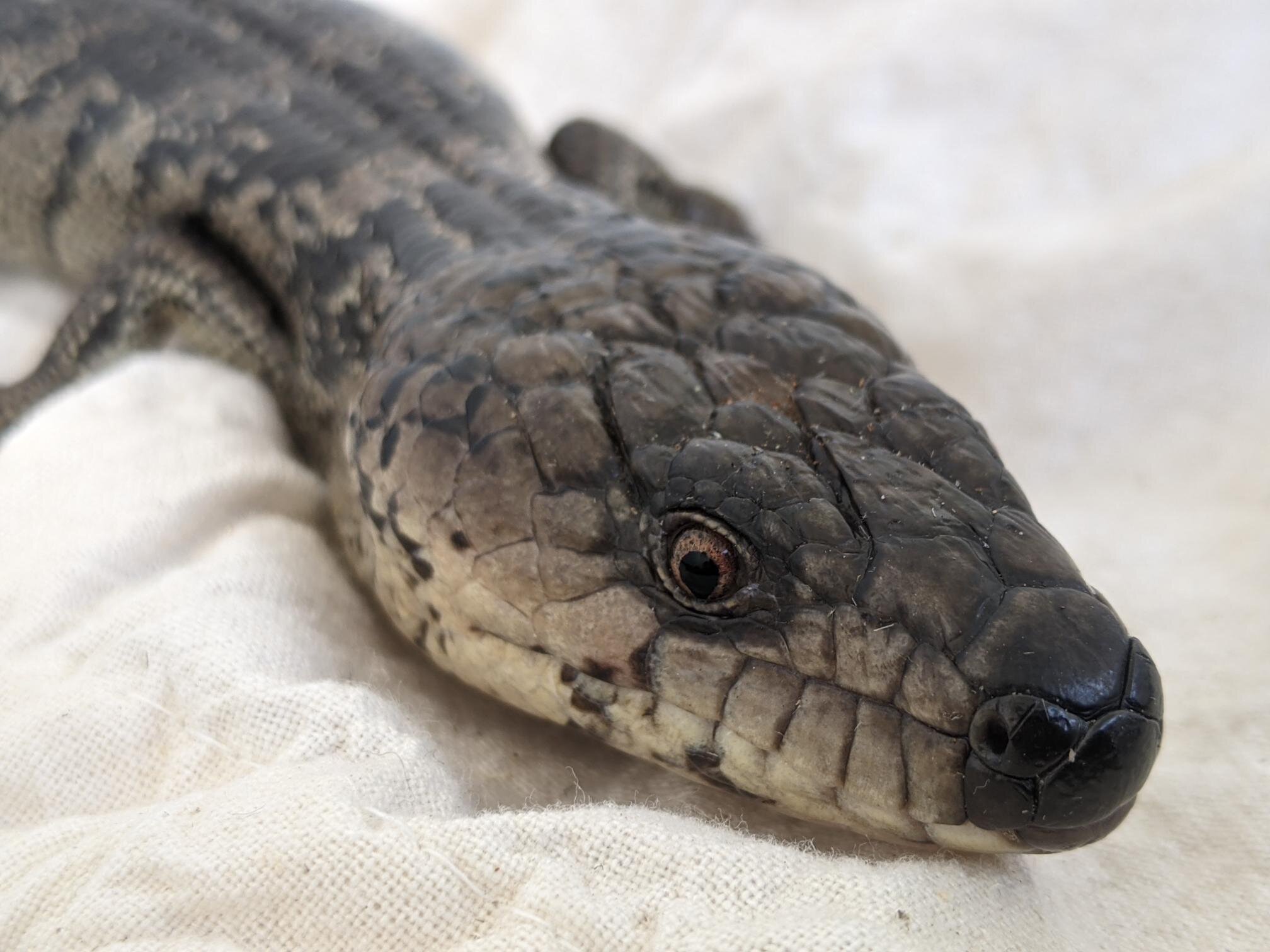 Pink Tongue Skink