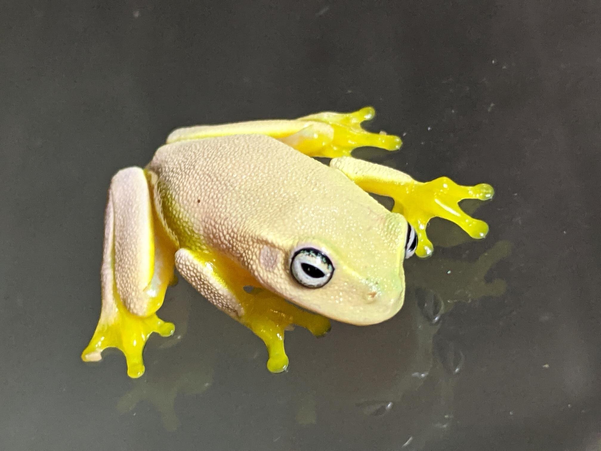 Dainty Tree Frogs