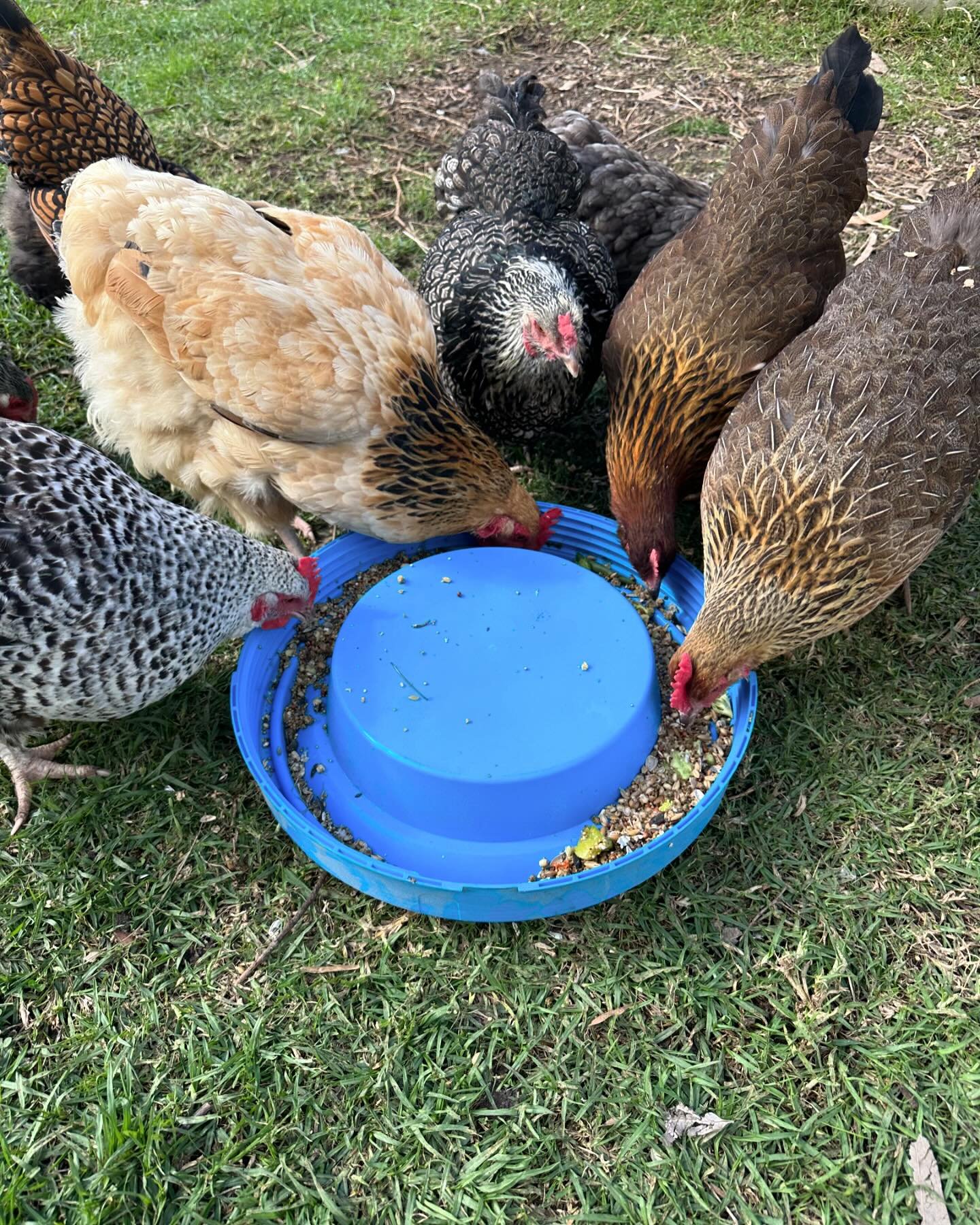 The girls love it when the birds don&rsquo;t finish their meal! Nothing goes to wastes in the TC Farm!
