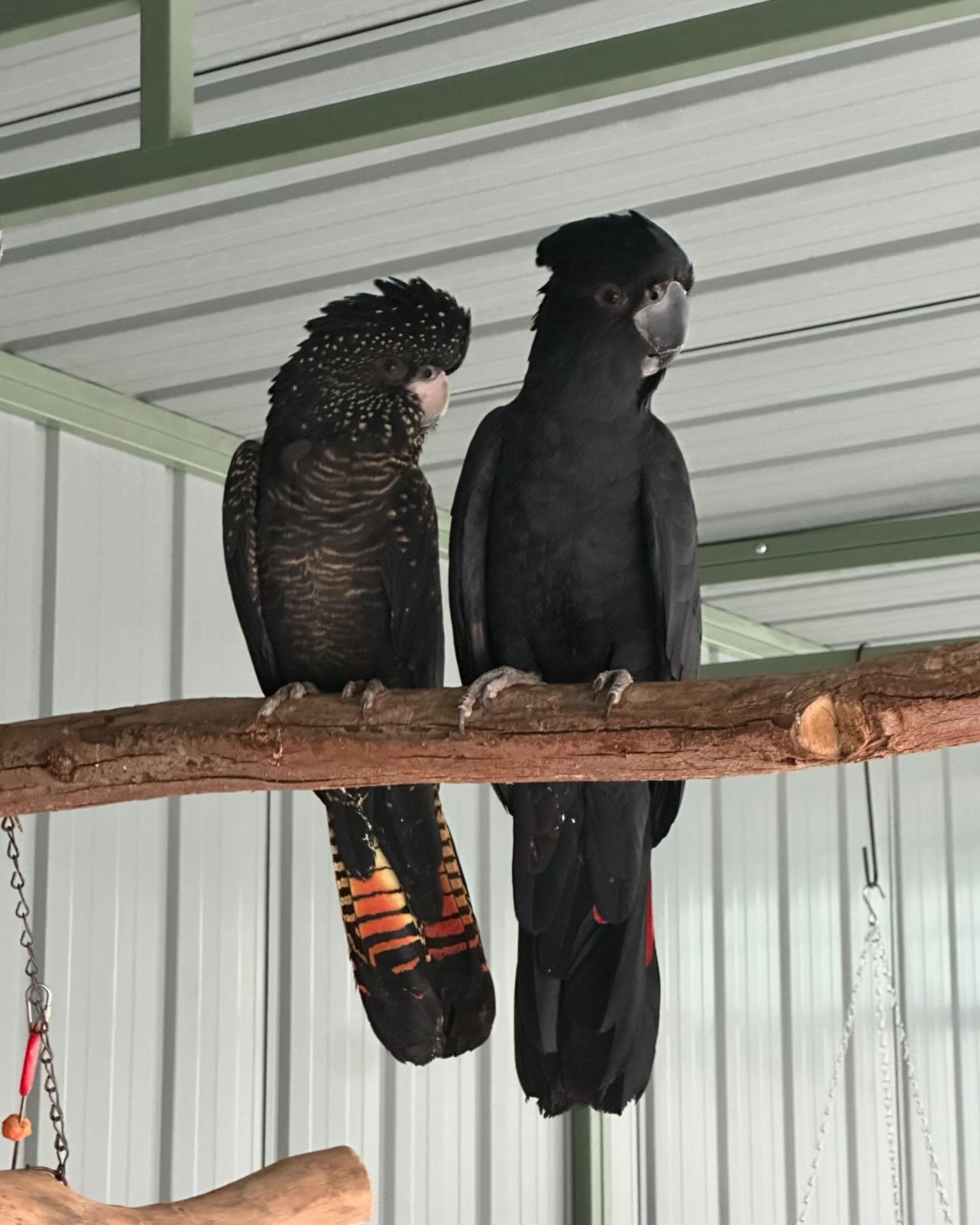 Introducing the TC Animals Program&rsquo;s newest feathered friends, Jarrah and Marri! They are a male and female Forest Red-tailed black cockatoo from Southern Western Australia in Noongar Country. 
You can tell that Jarrah is male while Marri is fe