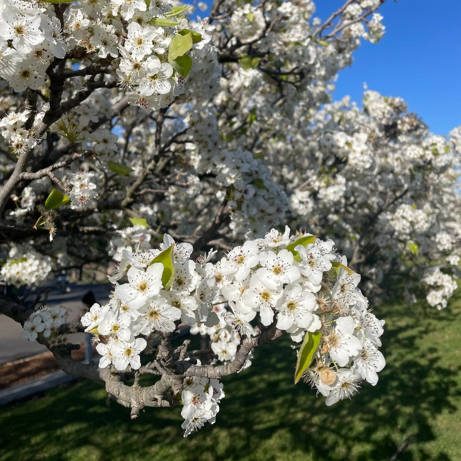 🌸✨ During Term 3 the TC cherry blossoms were out in all their fleeting beauty! 🌸

They line our front drive with delicate white blooms, changing with the light and time of day. 🌞🌙

They never last long, but while they&rsquo;re here, they&rsquo;re