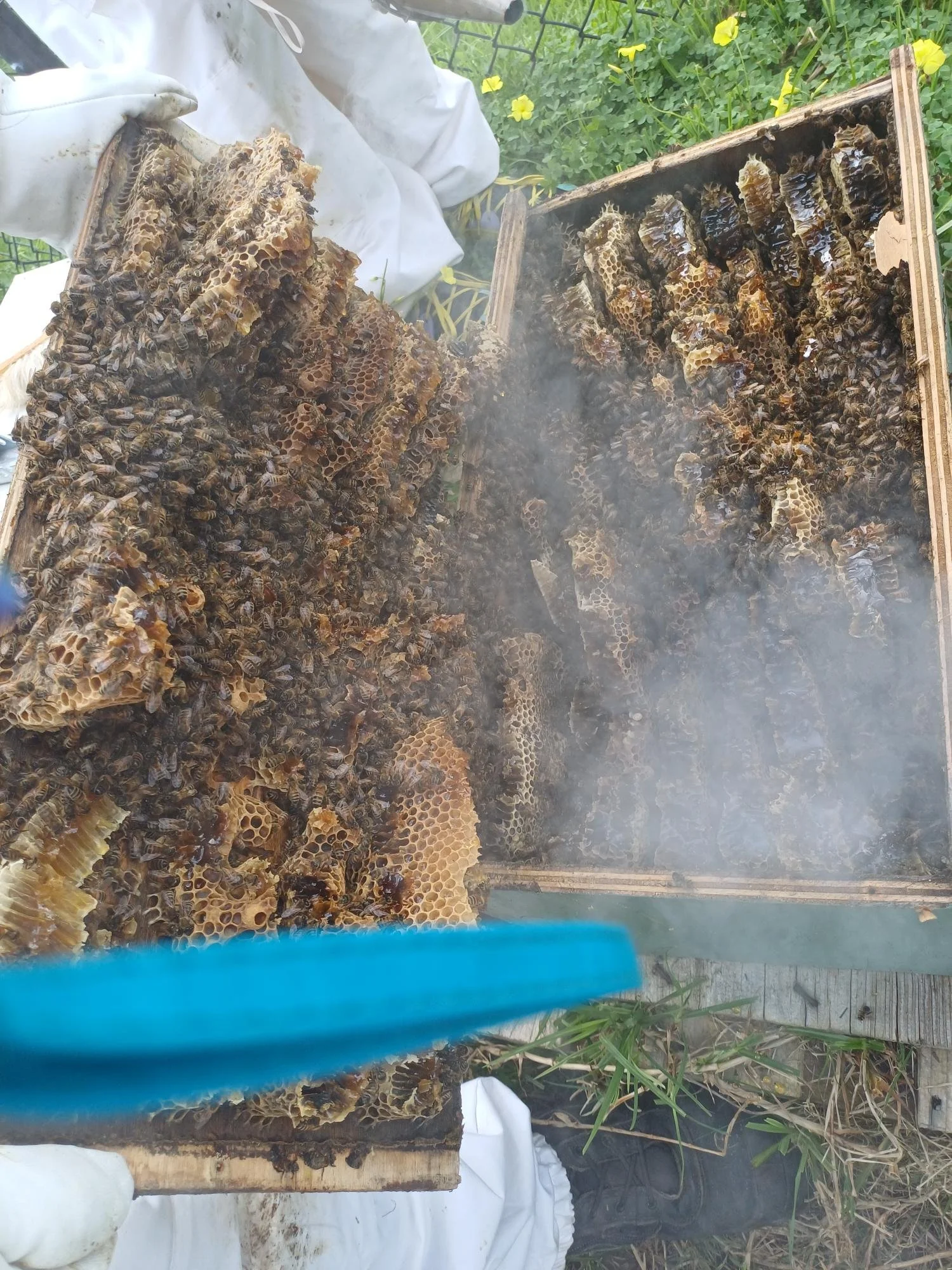 Bees 1.jpg